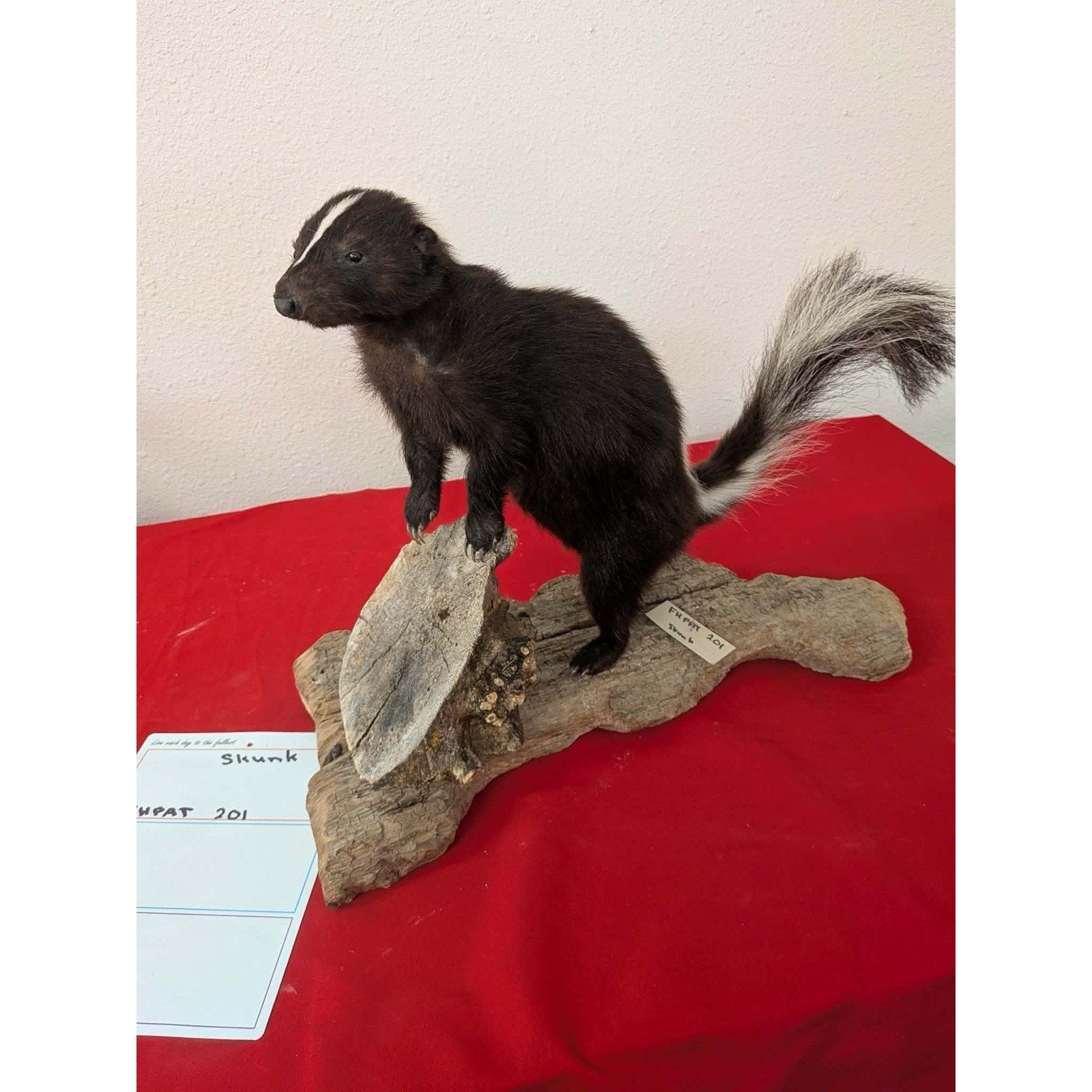 FHPAT201 - Skunk Taxidermy Mount – Classic Wildlife Display