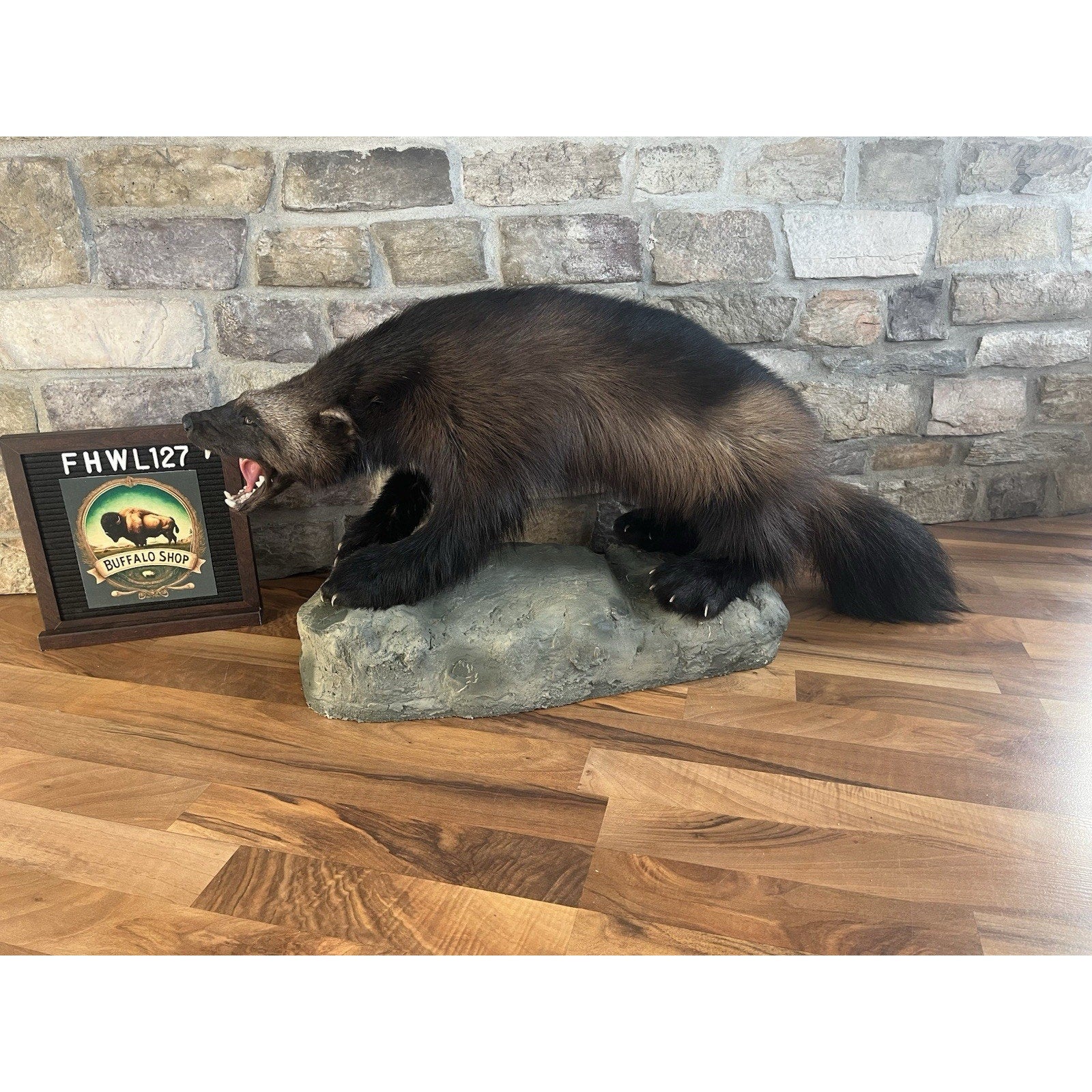 FHWL127 - Beautiful Aggressive Alaskan Wolverine Prime Fur Taxidermy Mount