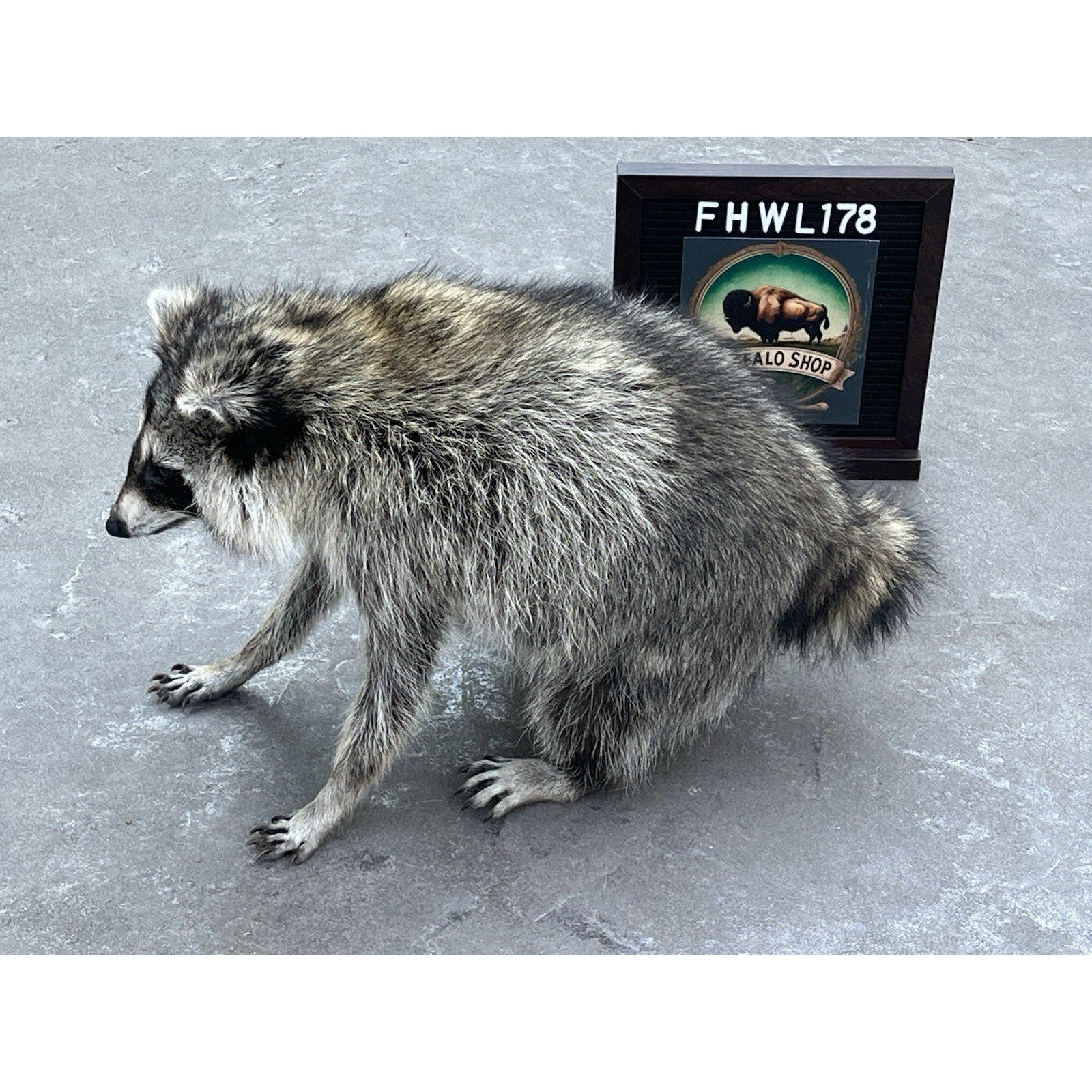 FHWL178 -Jimothy Fat Raccoon Taxidermy Mount