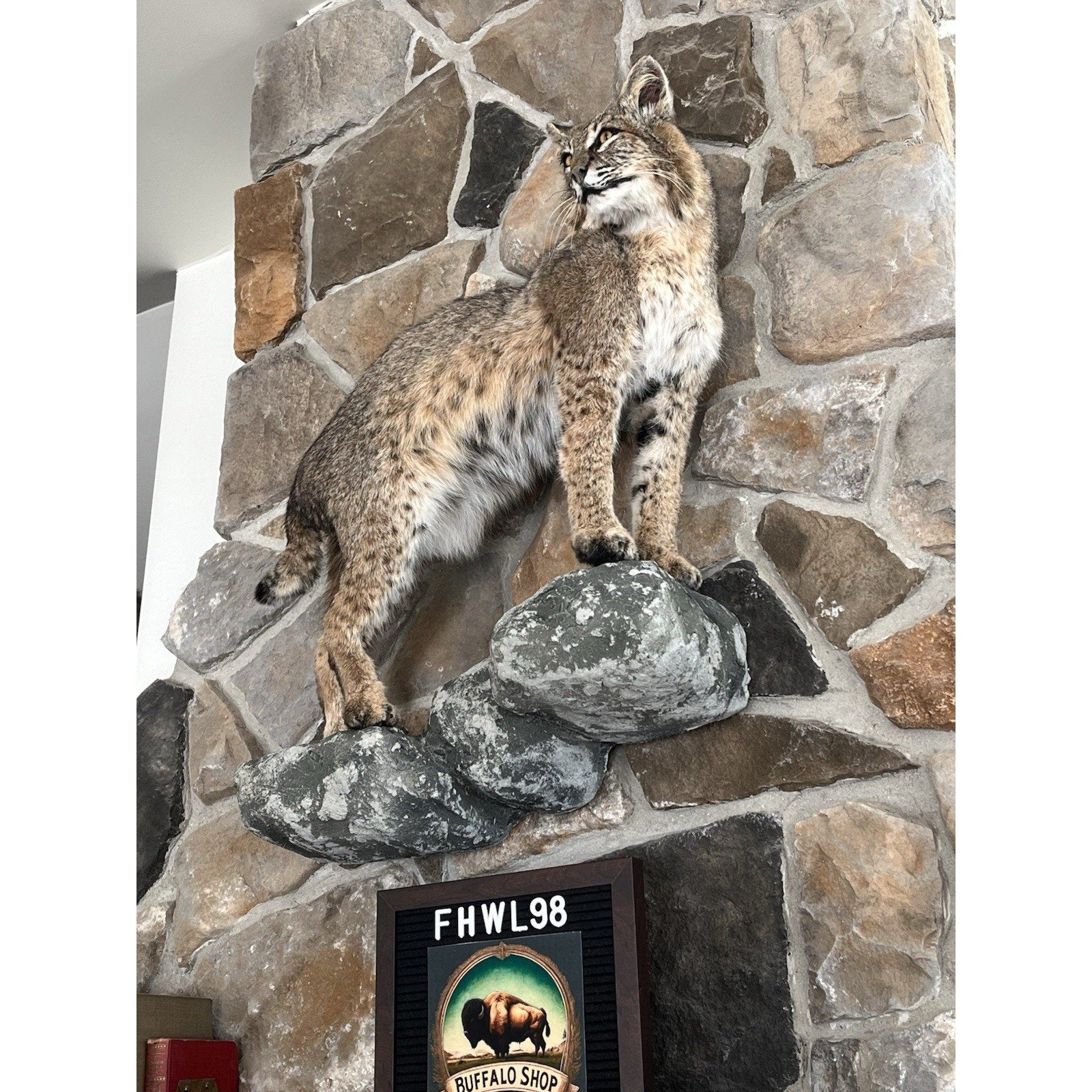 FHWL98 - Bobcat Taxidermy Full Body Mount