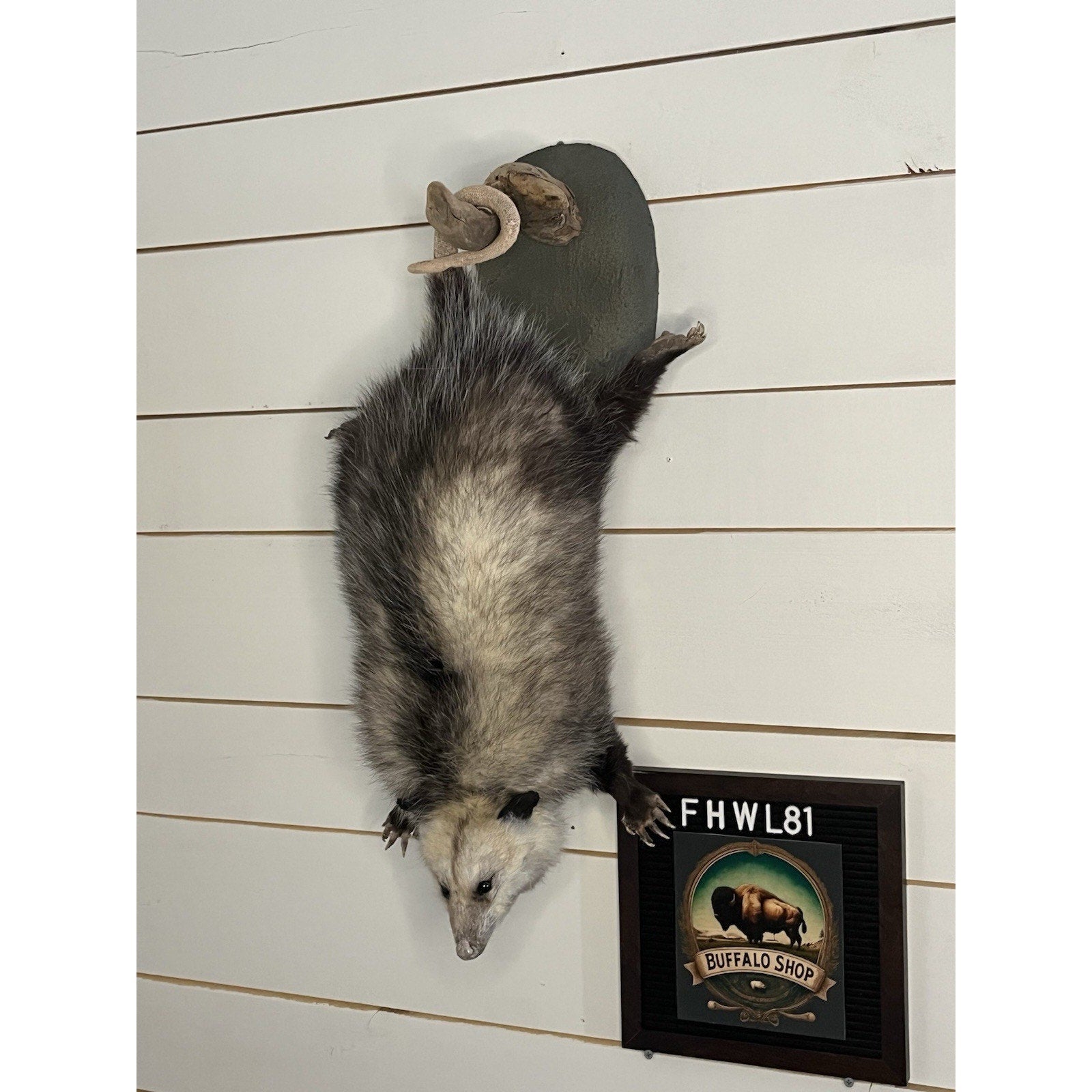 FHWL81 - Fat Opossum Hanging Taxidermy Full Body Mount