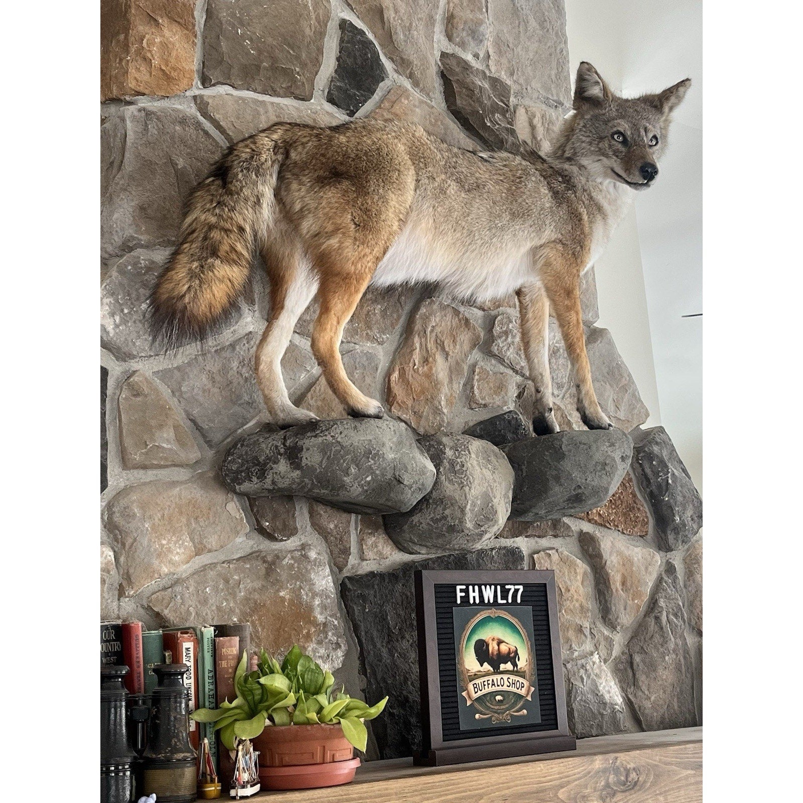 FHWL77 - Coyote Museum Quality Wall mount Taxidermy