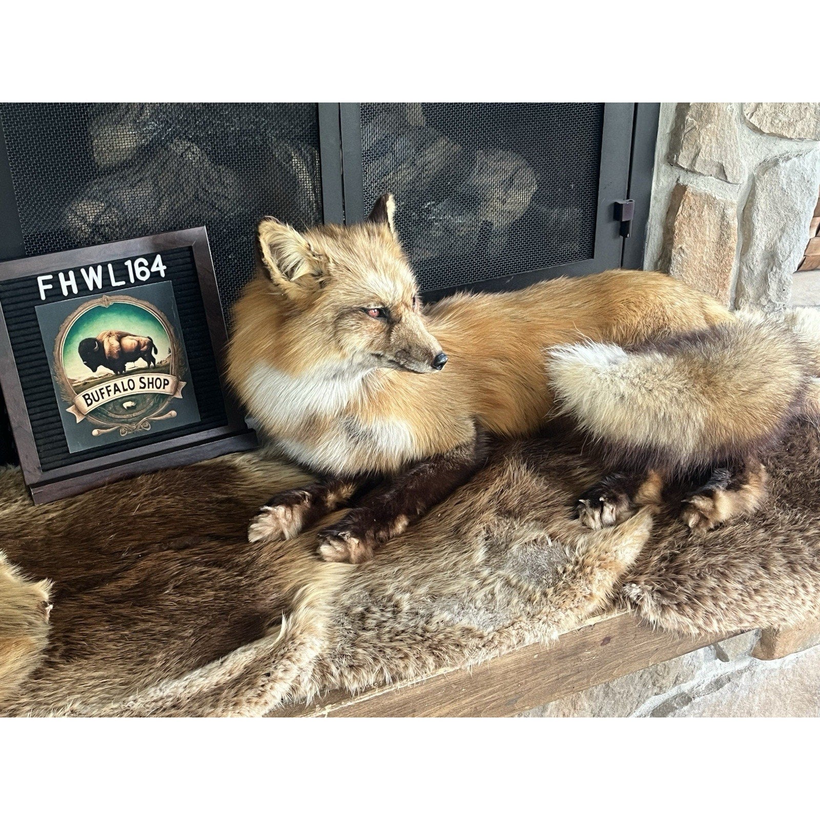 FHWL164 - Museum Quality Red Fox Taxidermy mount
