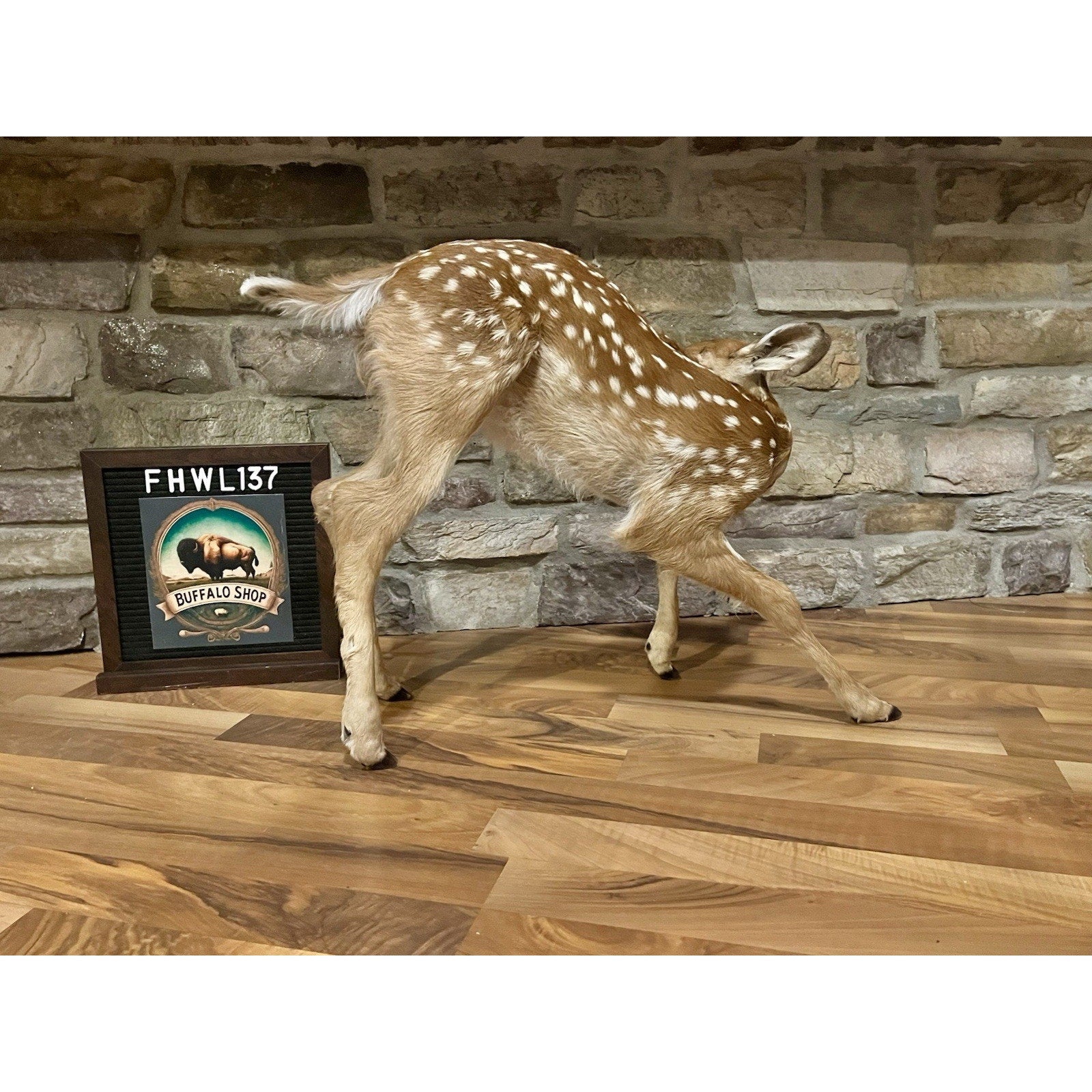 FHWL137 - Fawn Lifesize Taxidermy Mount Free Standing