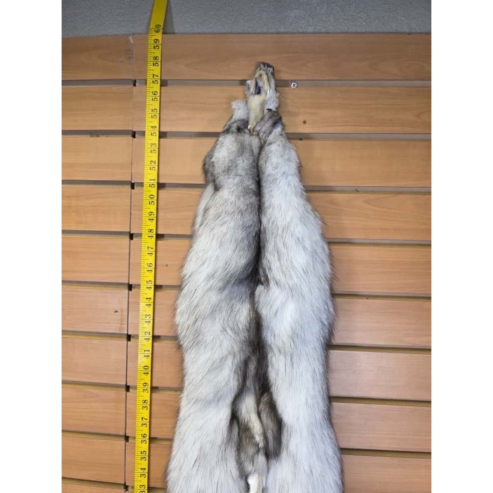 FHCM11 - Soft Tanned Blue Ranch Fox Furs Taxidermy