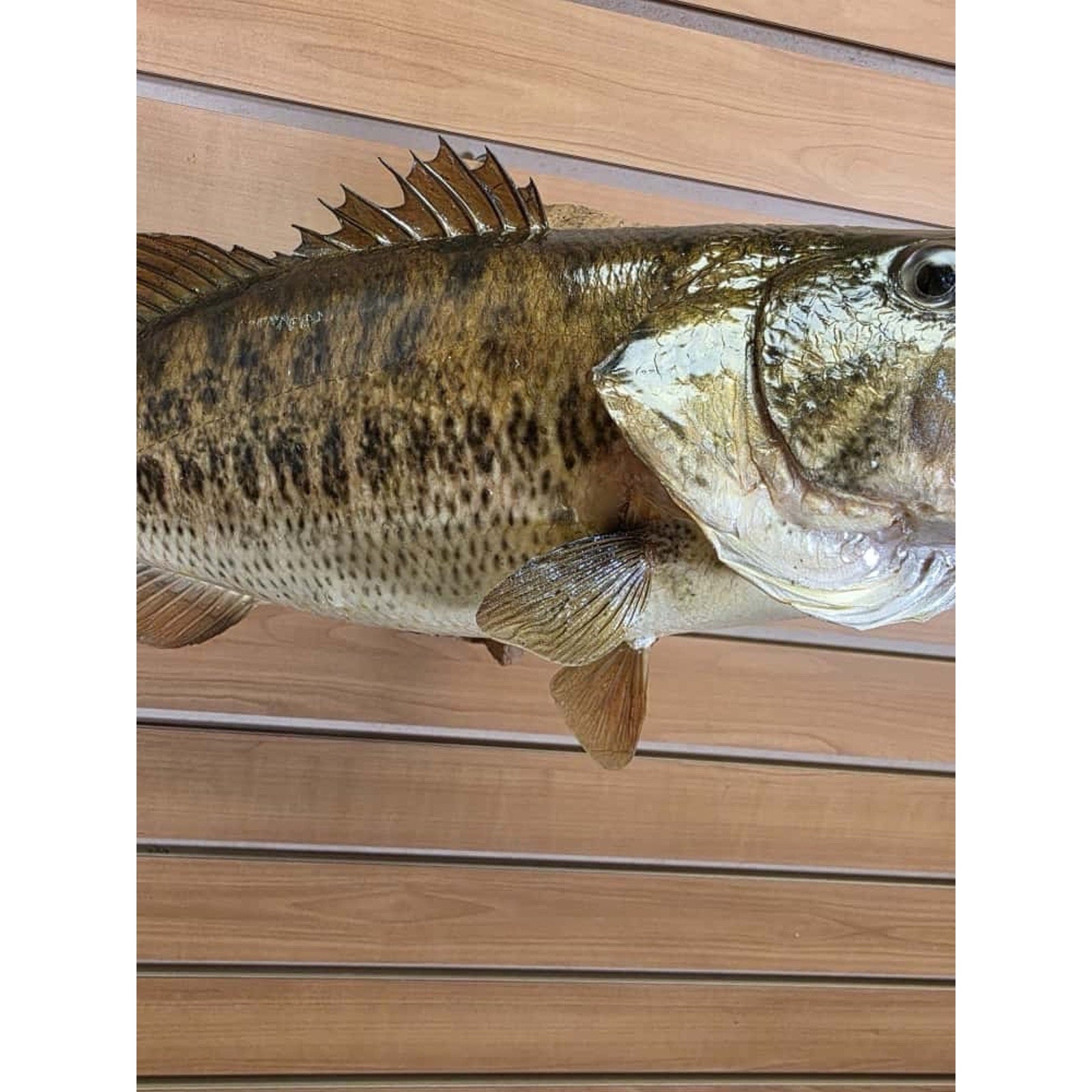 JTV211 - Real Skin Bass Fish Taxidermy Mount 20”