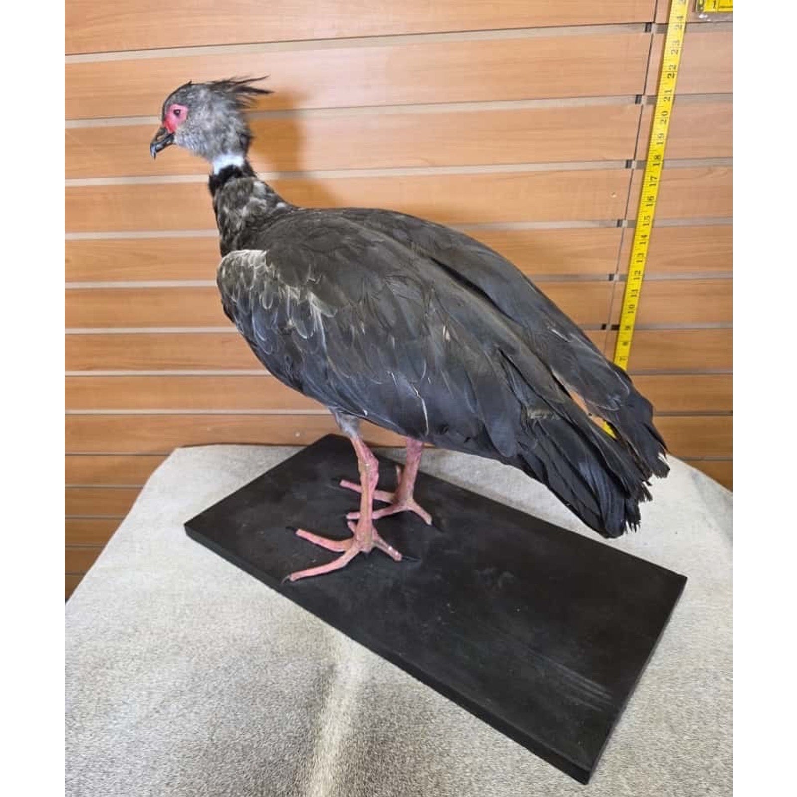 FHCM3 -Southern screamer Bird Taxidermy Mount