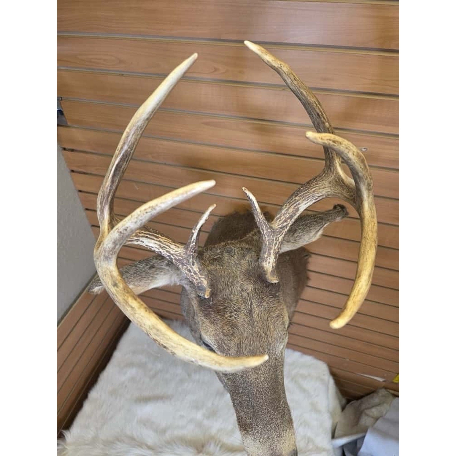 FHMN13- Whitetail Deer Real Antler Deer Taxidermy Mount