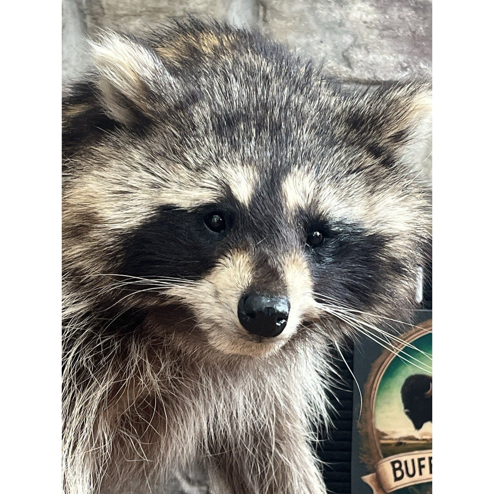 FHWL82 - Fat Raccoon Taxidermy Mount