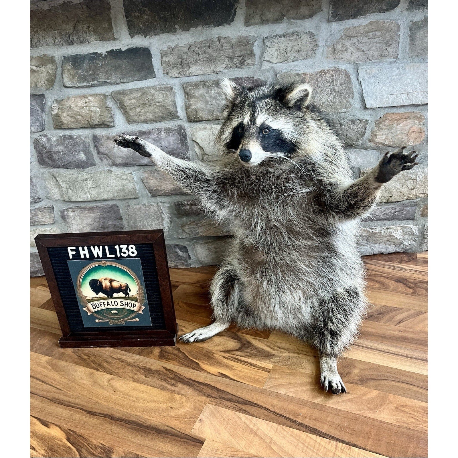 FHWL138 - Fat Raccoon Taxidermy Mount