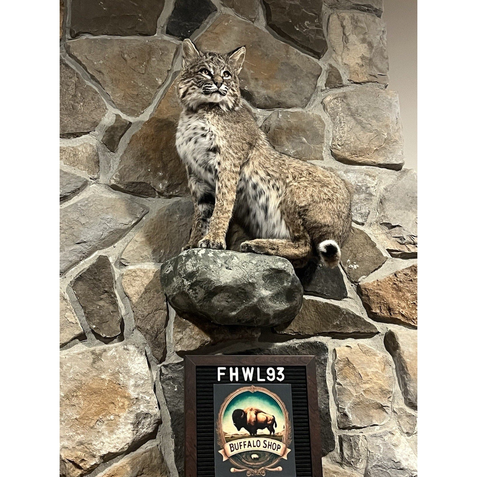 FHWL93 - Bobcat Taxidermy Full Body Mount