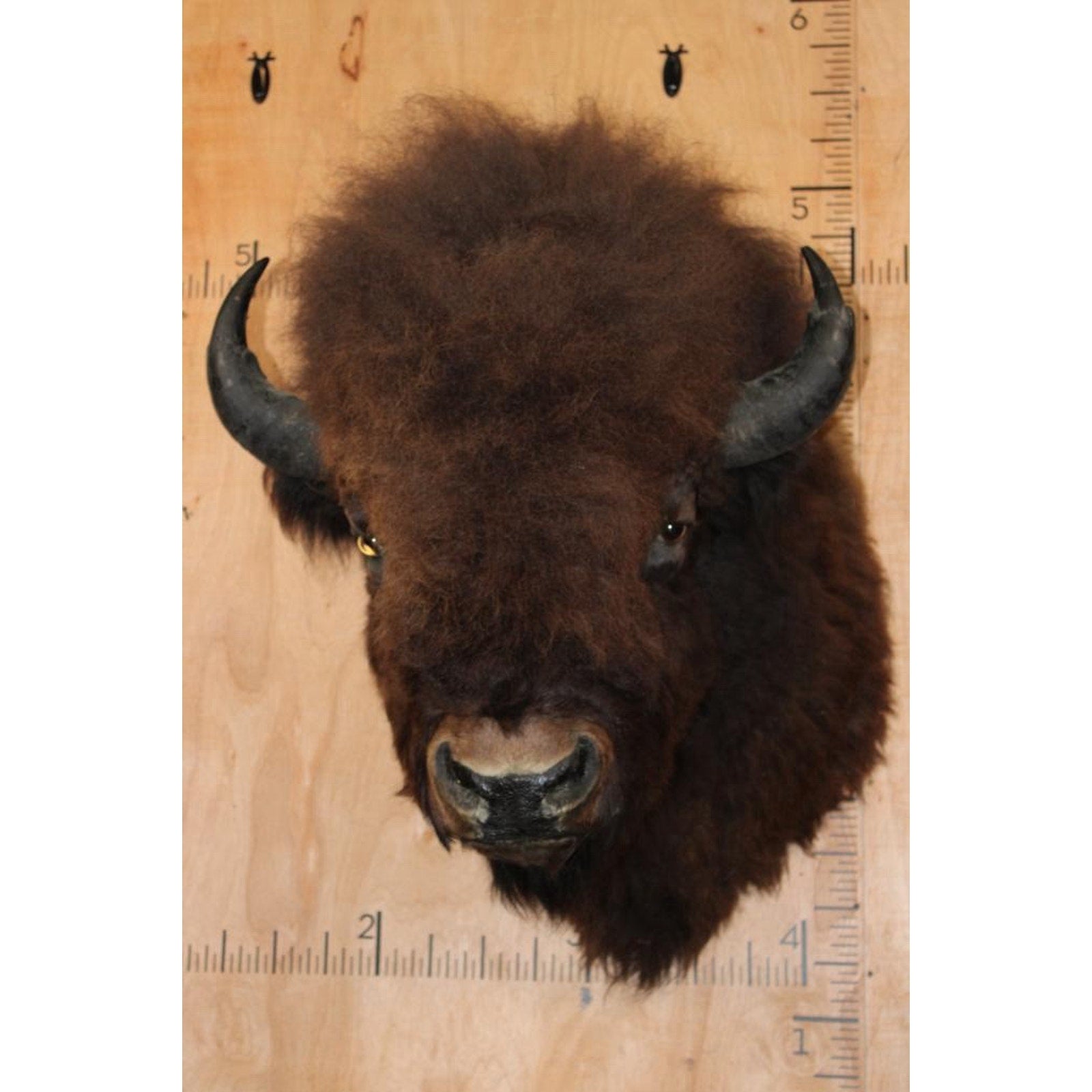 FHBRENT1 - XXL BISON Shoulder Mount Taken in the Northwest Territory (Canada)