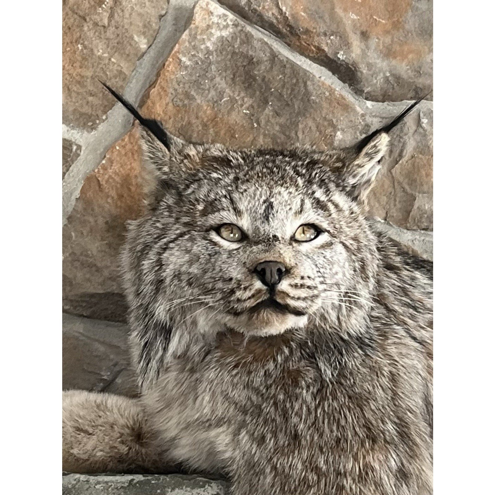 FHWL91 - Alaskan Lynx Taxidermy Full Body Mount Prime Fur