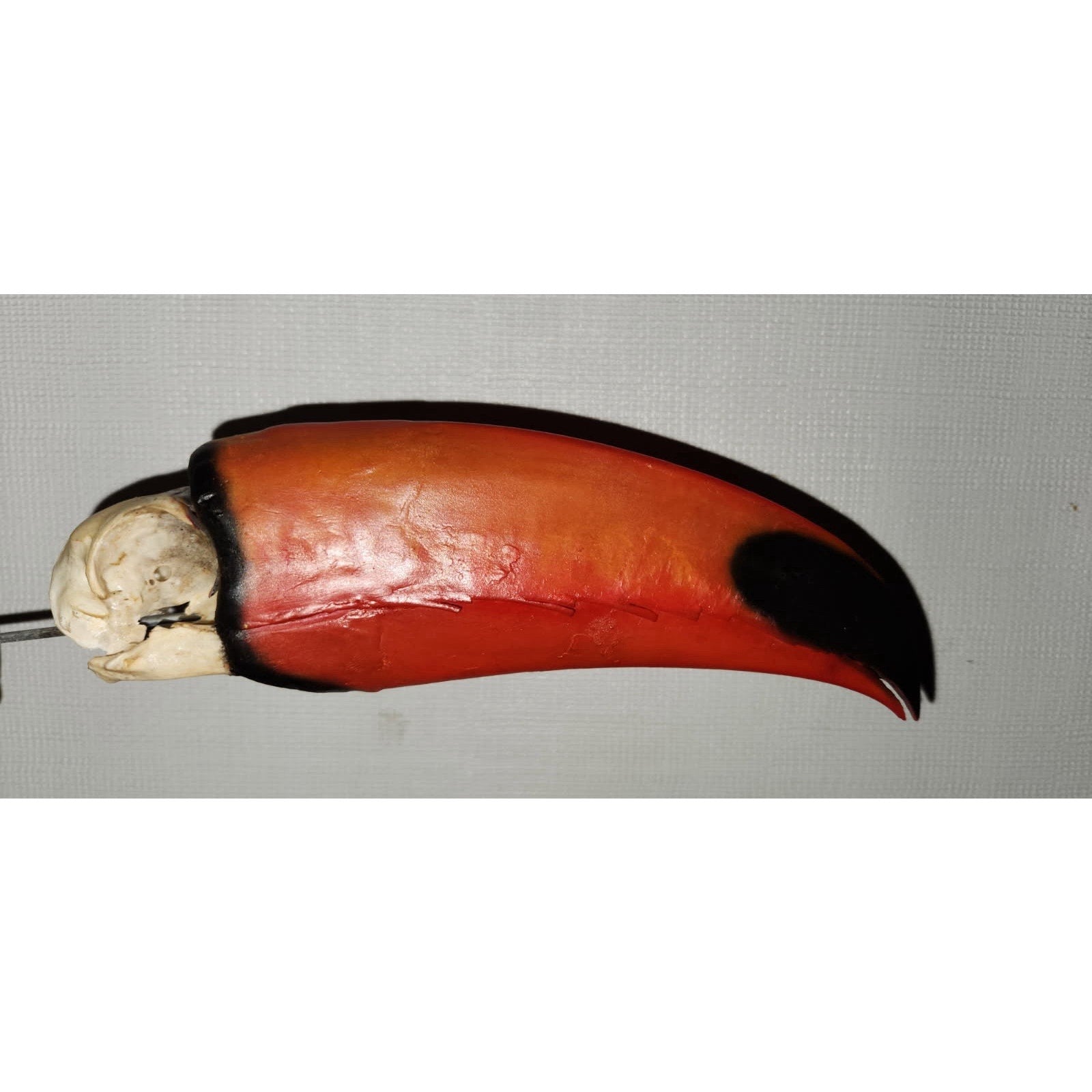FHtouc88 - Real Toco Toucan Bird Skull Taxidermy