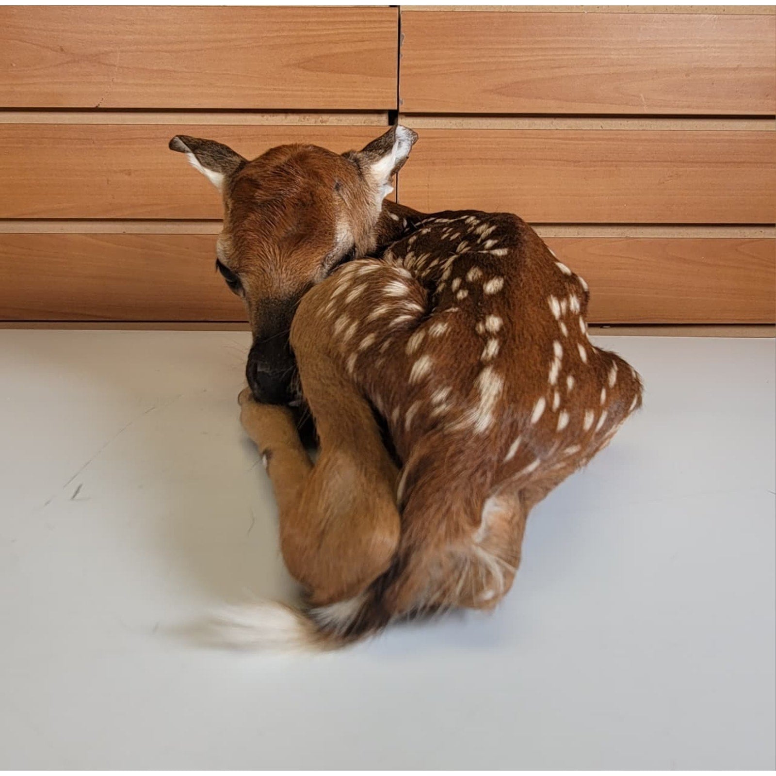 FHBARN2- Fawn Lifesize Taxidermy Mount