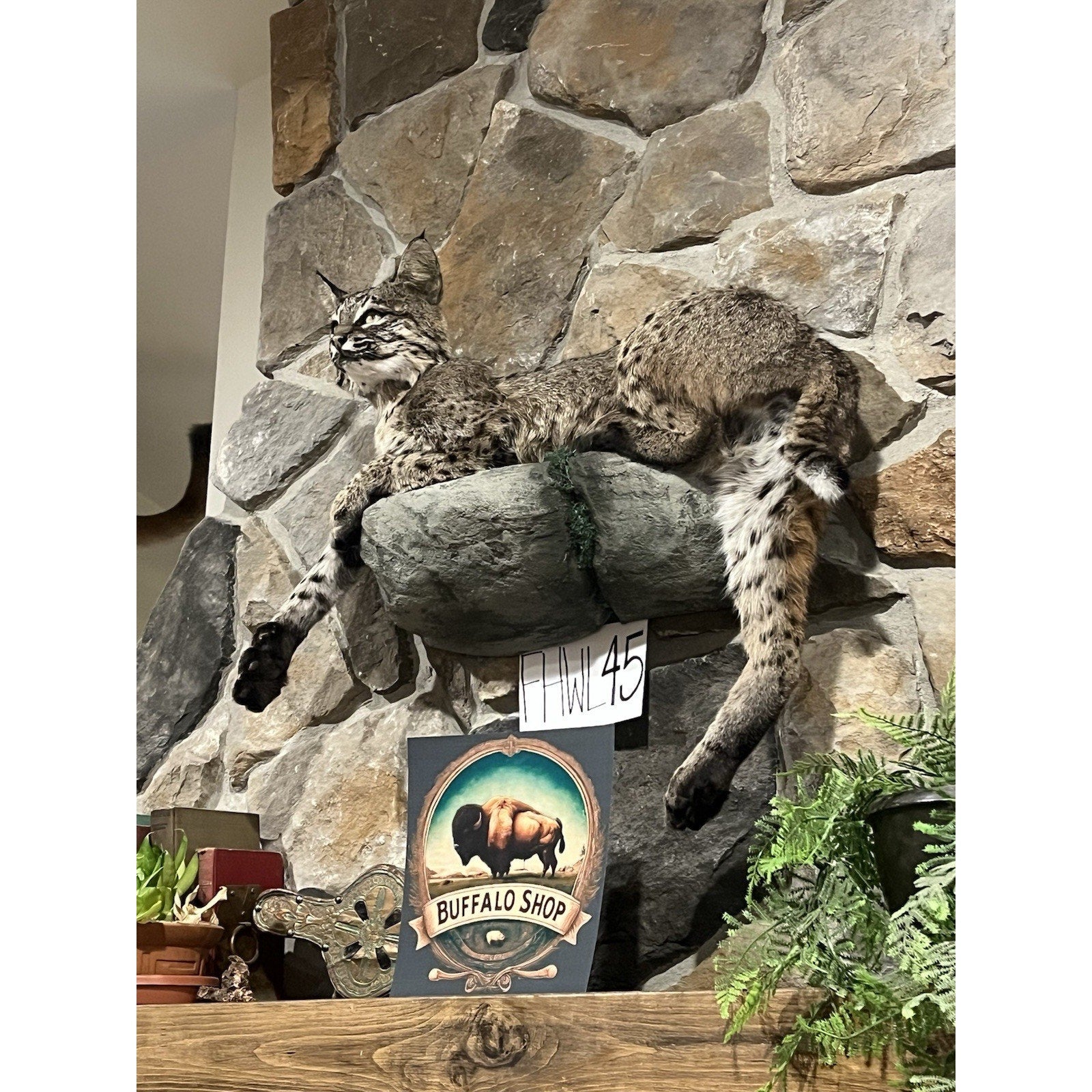 FHWL45 - Bobcat Taxidermy Full Body Mount