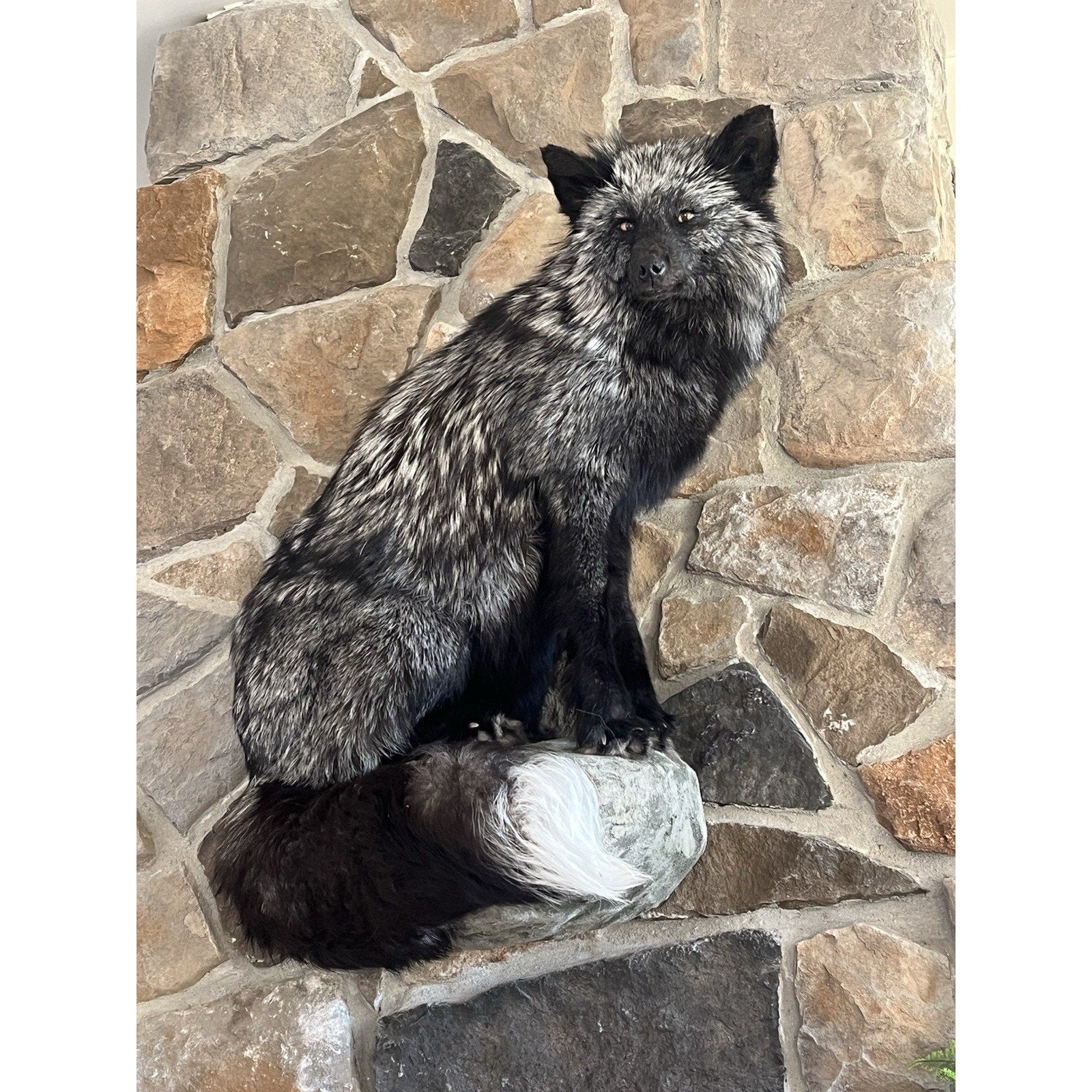 FHWL8 - Massive Silver Fox Taxidermy Full Body Mount
