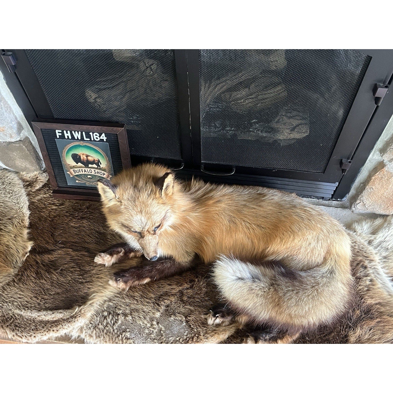 FHWL164 - Museum Quality Red Fox Taxidermy mount
