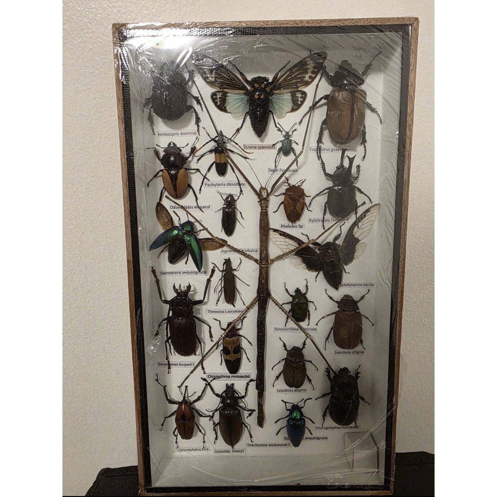 FHEB1224 - Real Exotic Insects Mixed Taxidermy Specimens Asian Beetles Bug