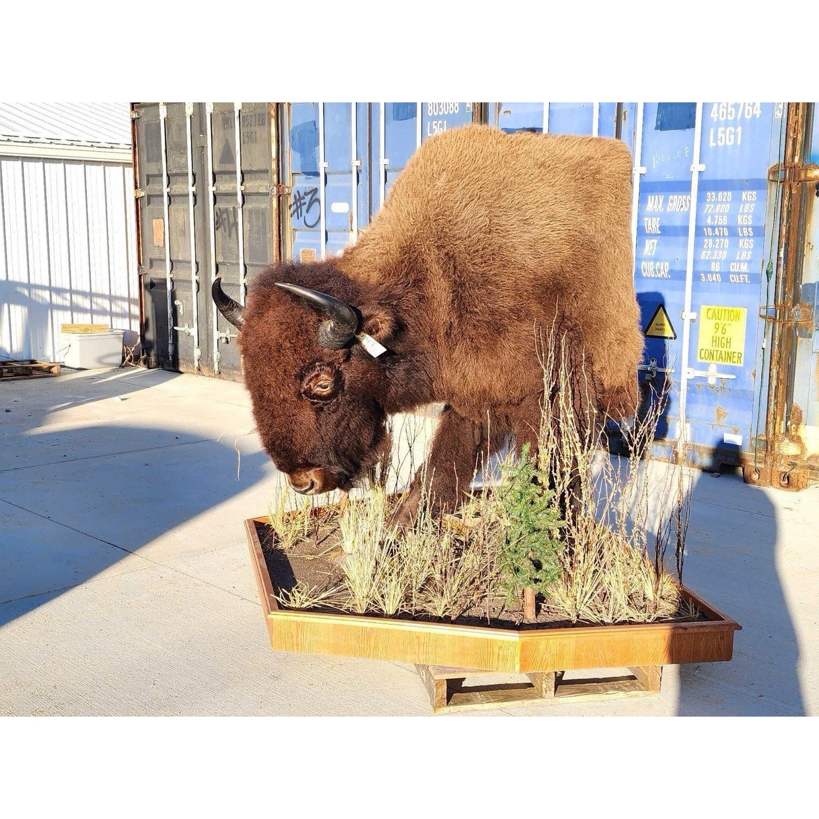 FHCM775 - Massive Buffalo Bison Taxidermy Half mount Bull