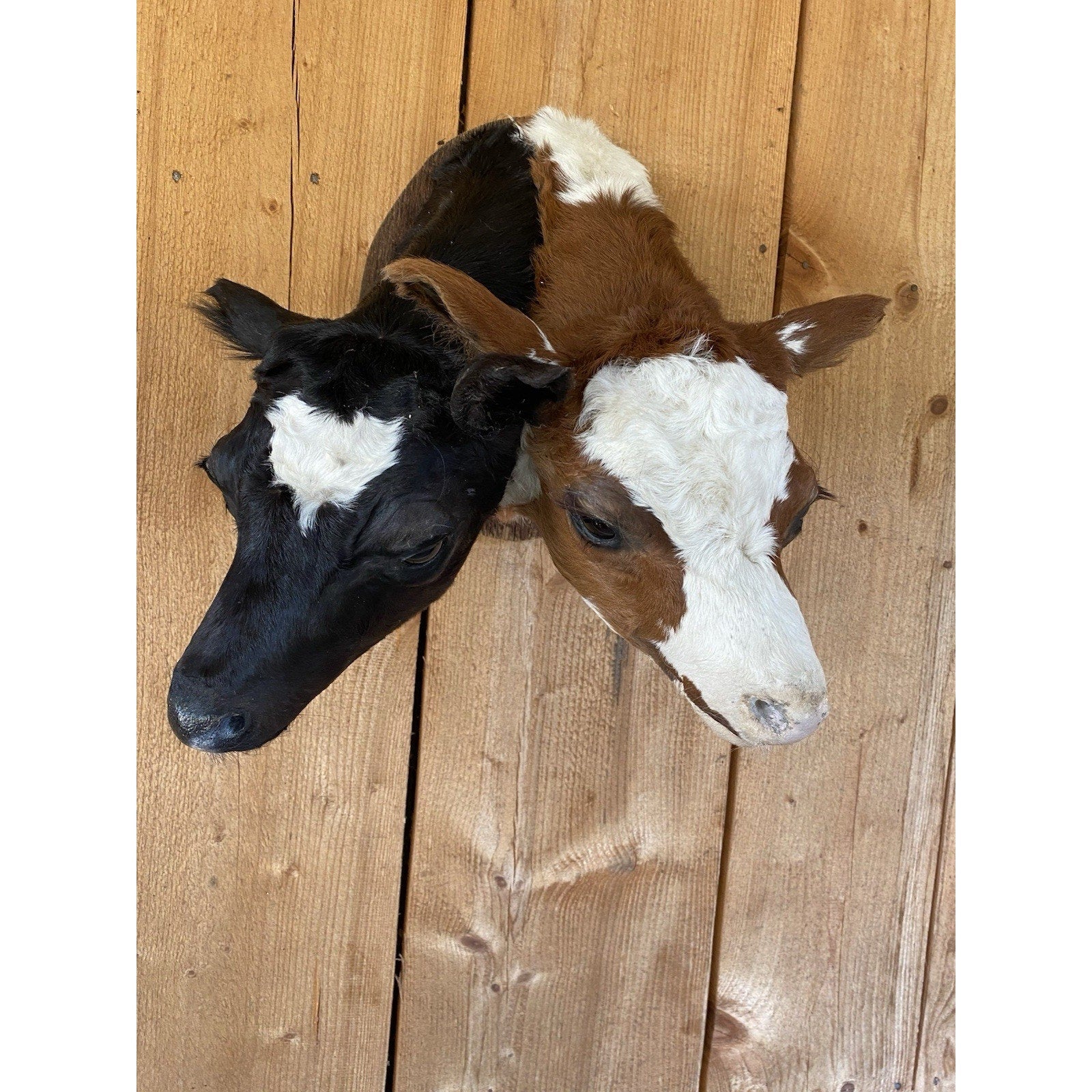 FHDARCA1 - Two headed calf cow taxidermy Gaff