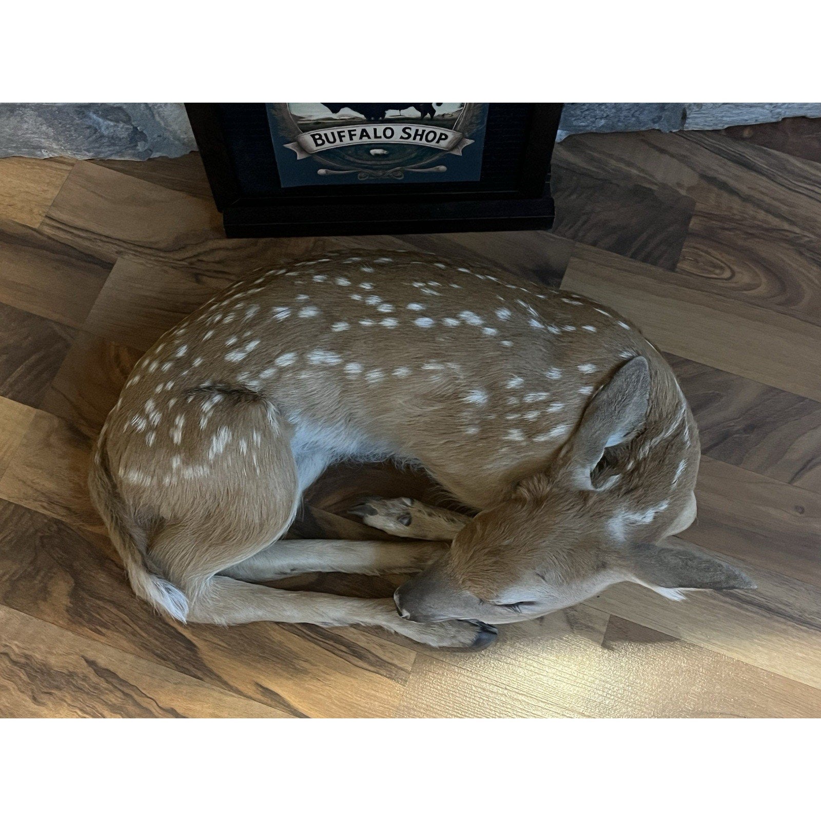 FHWL156 - Fawn Lifesize Taxidermy Mount Free Standing