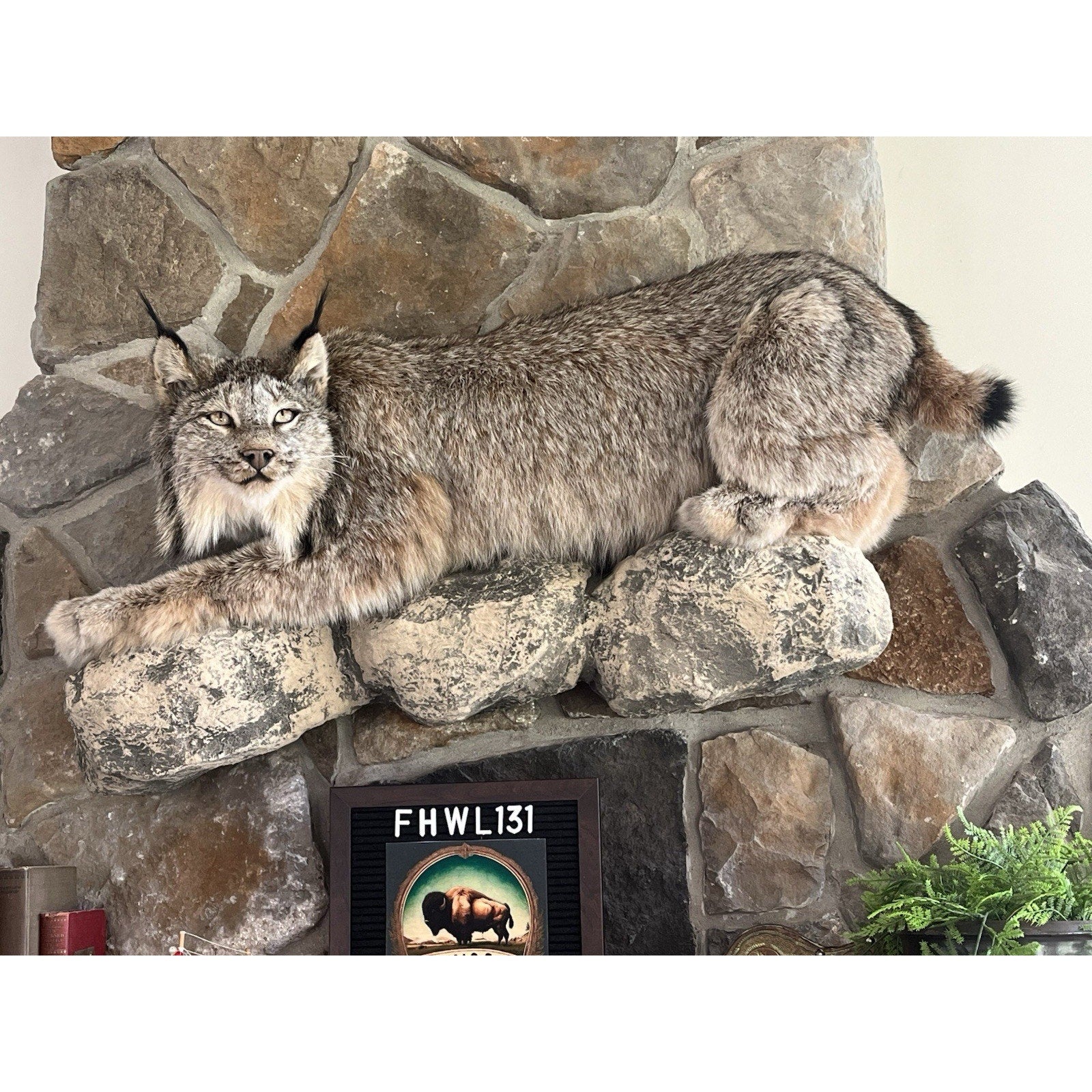 FHWL131 - Alaskan Lynx Taxidermy Full Body Mount Prime Fur