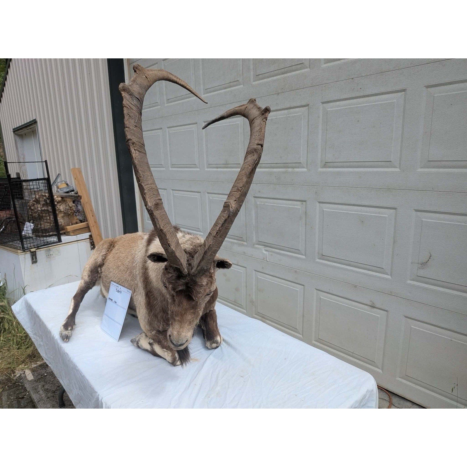 FHPAT - XL Ibex Taxidermy Full Body Mount