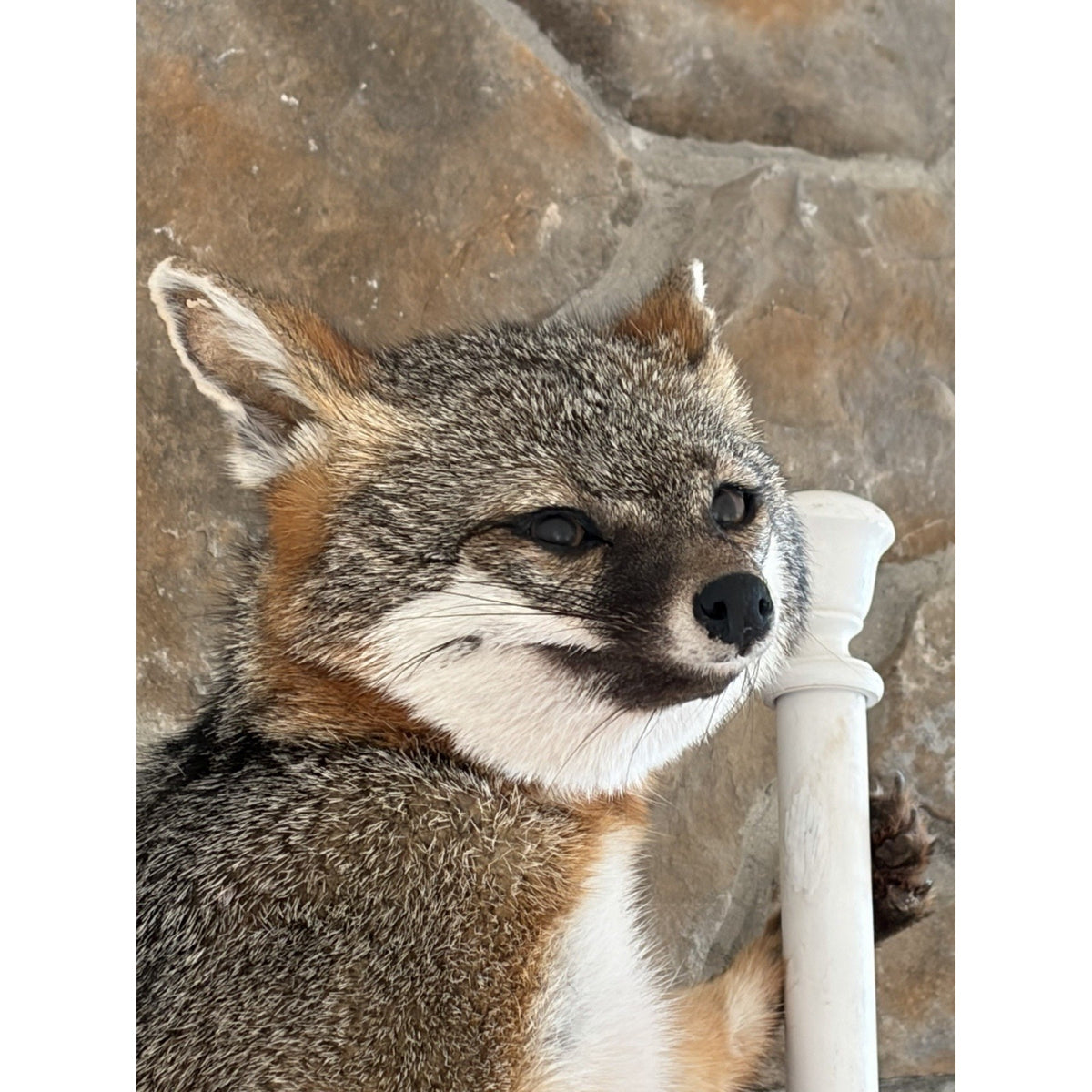 FHWL236- Grey Fox Taxidermy Full Body Mount Cabin Camp Man Cave