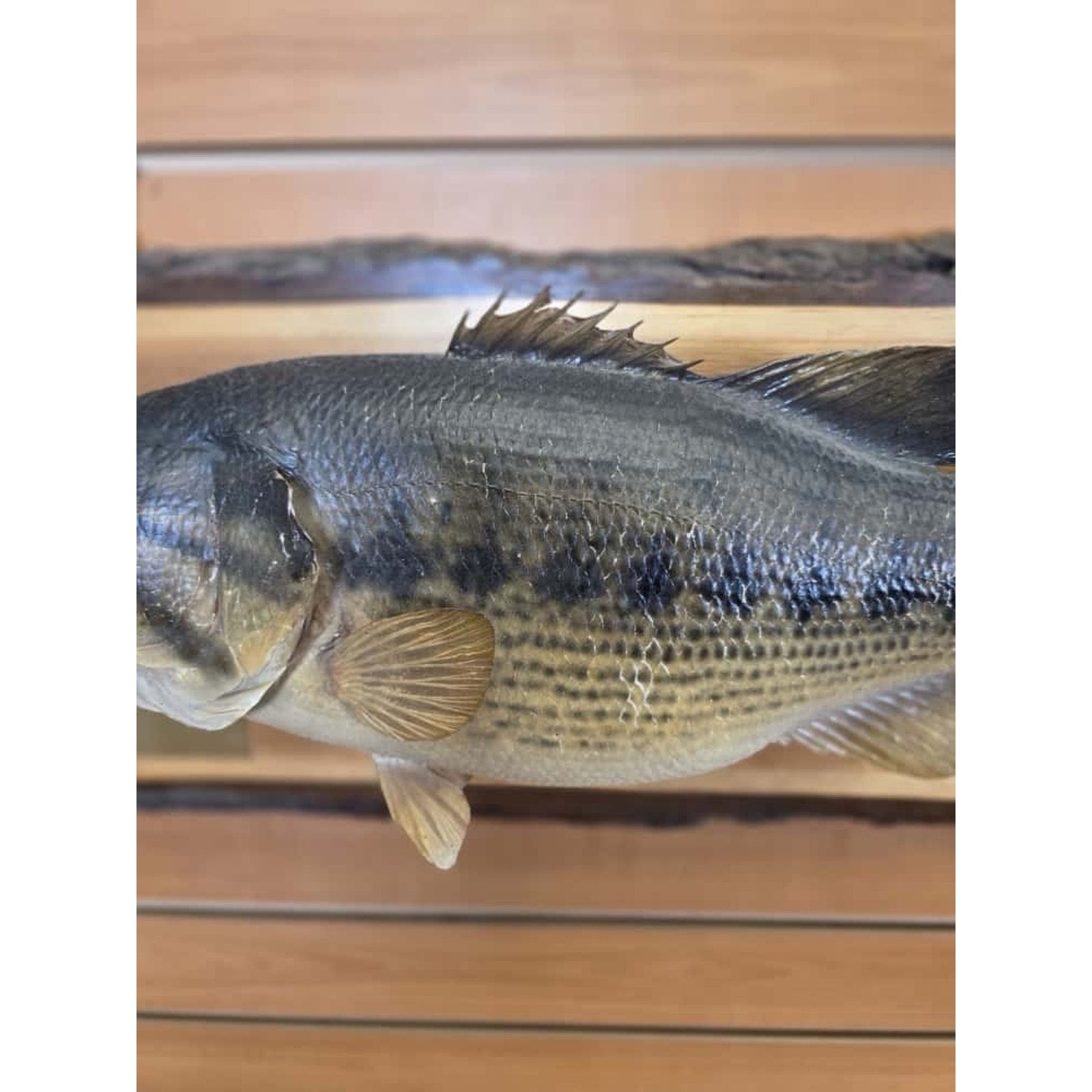 JTV229 - Real Skin Bass Fish Taxidermy Mount 20”