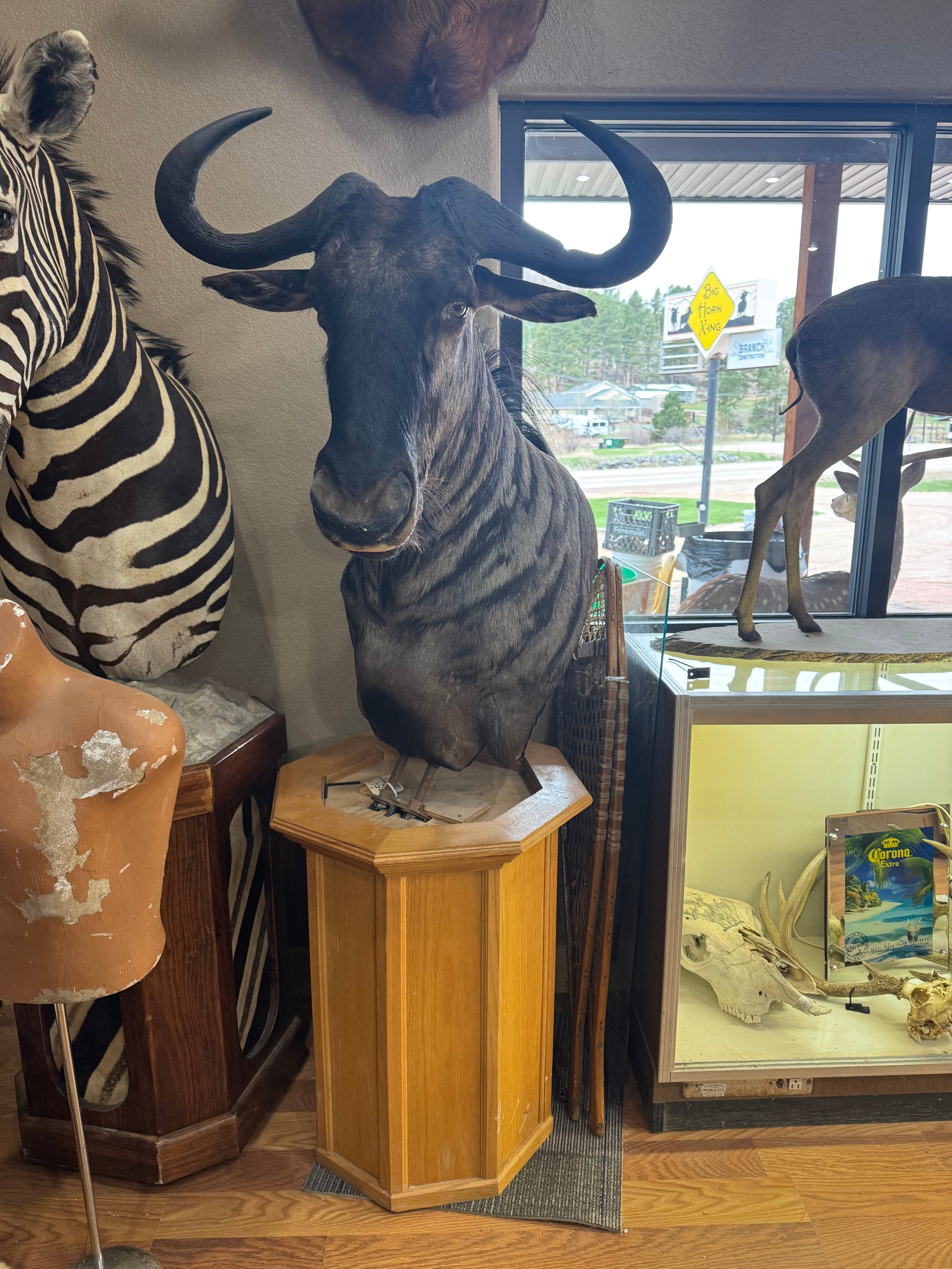 FH185-African Blue Wildebeest Pedestal Taxidermy Mount
