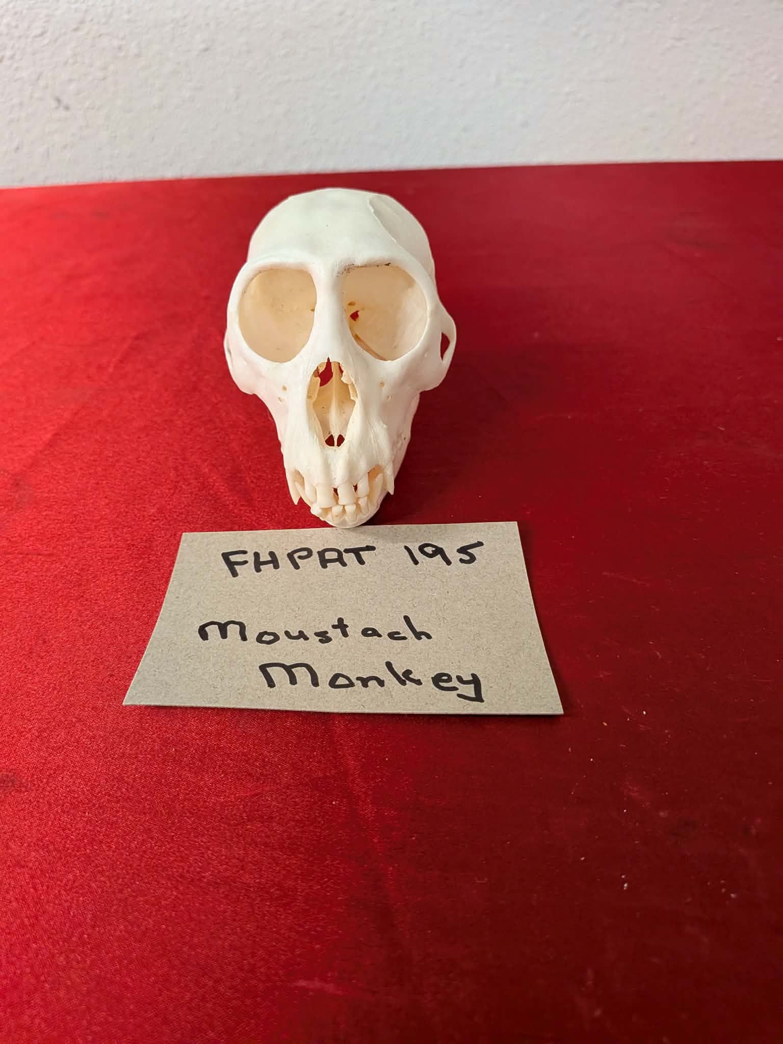 FHPAT195 - mustached real monkey skull