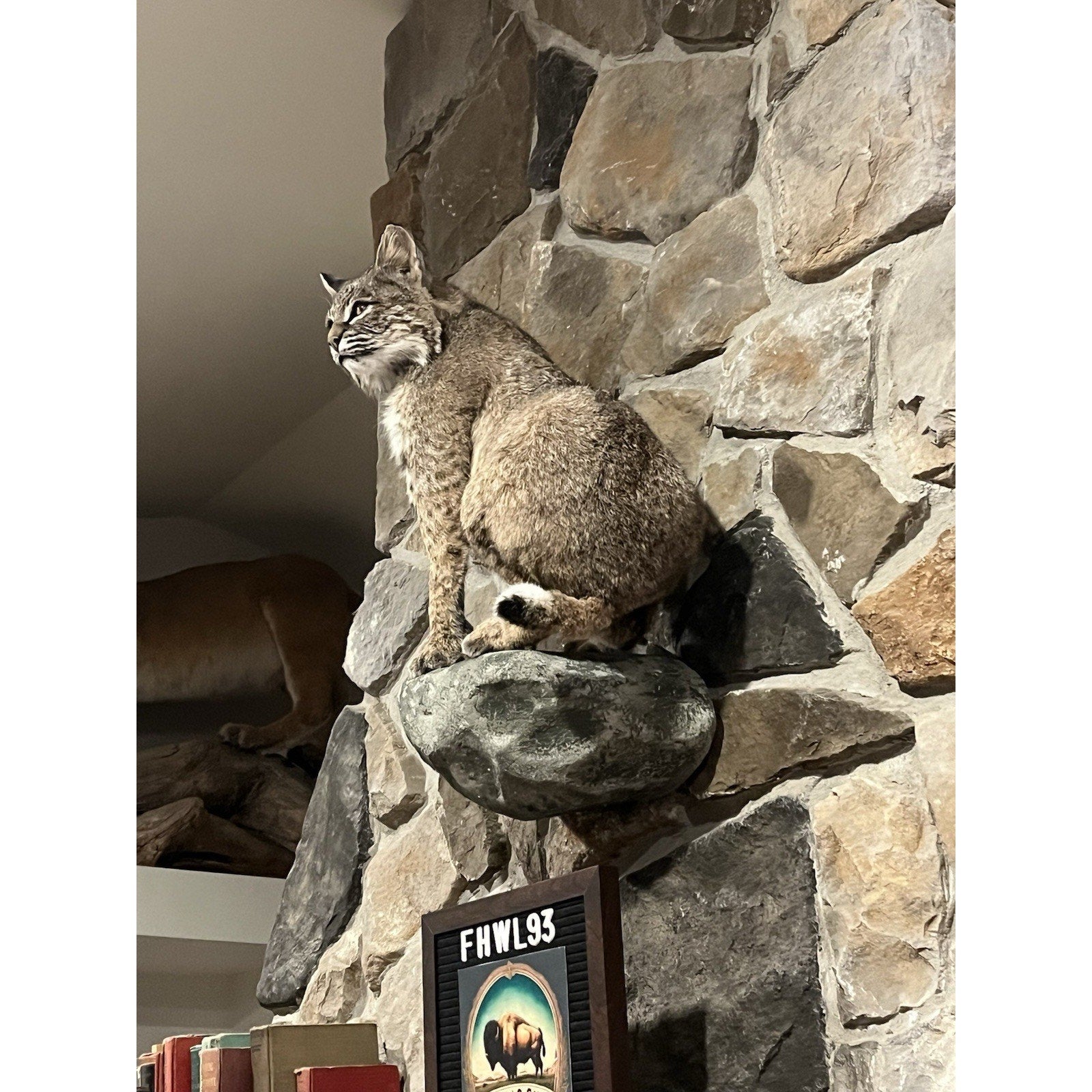 FHWL93 - Bobcat Taxidermy Full Body Mount