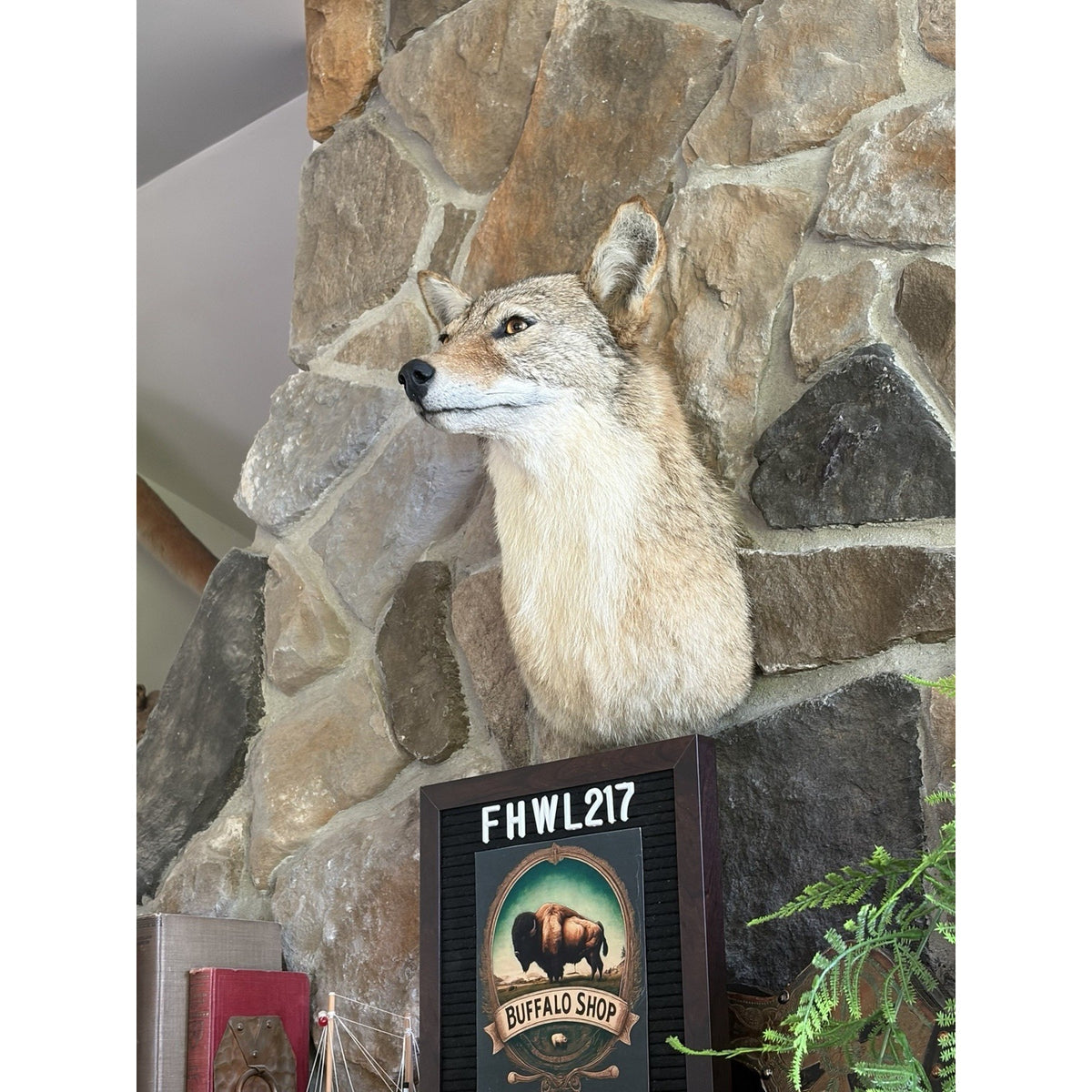 FHWL217 - Coyote Shoulder Museum Quality mount Taxidermy