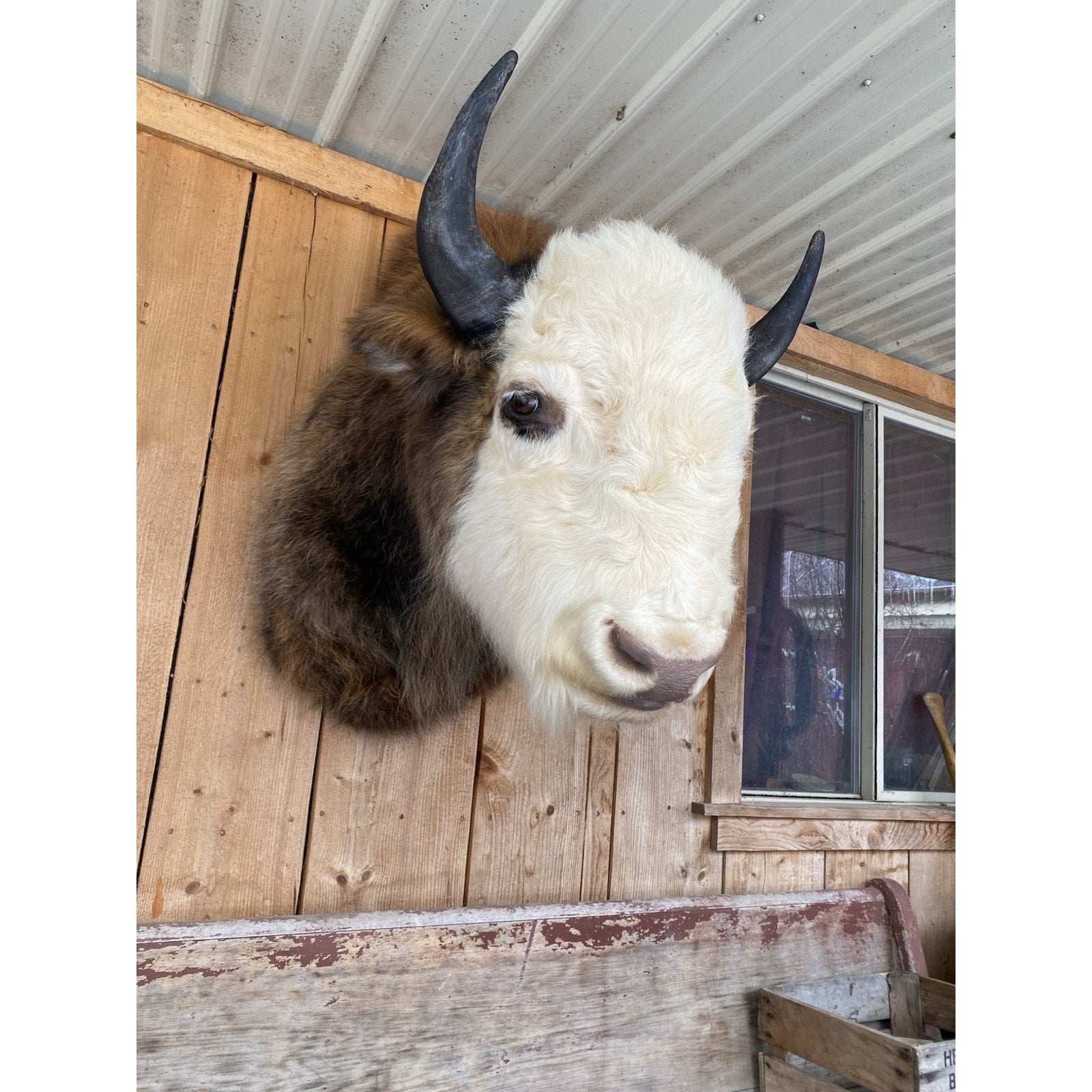 FHDAR43- Rare Sacred White-faced Buffalo Bison Taxidermy Shoulder mount
