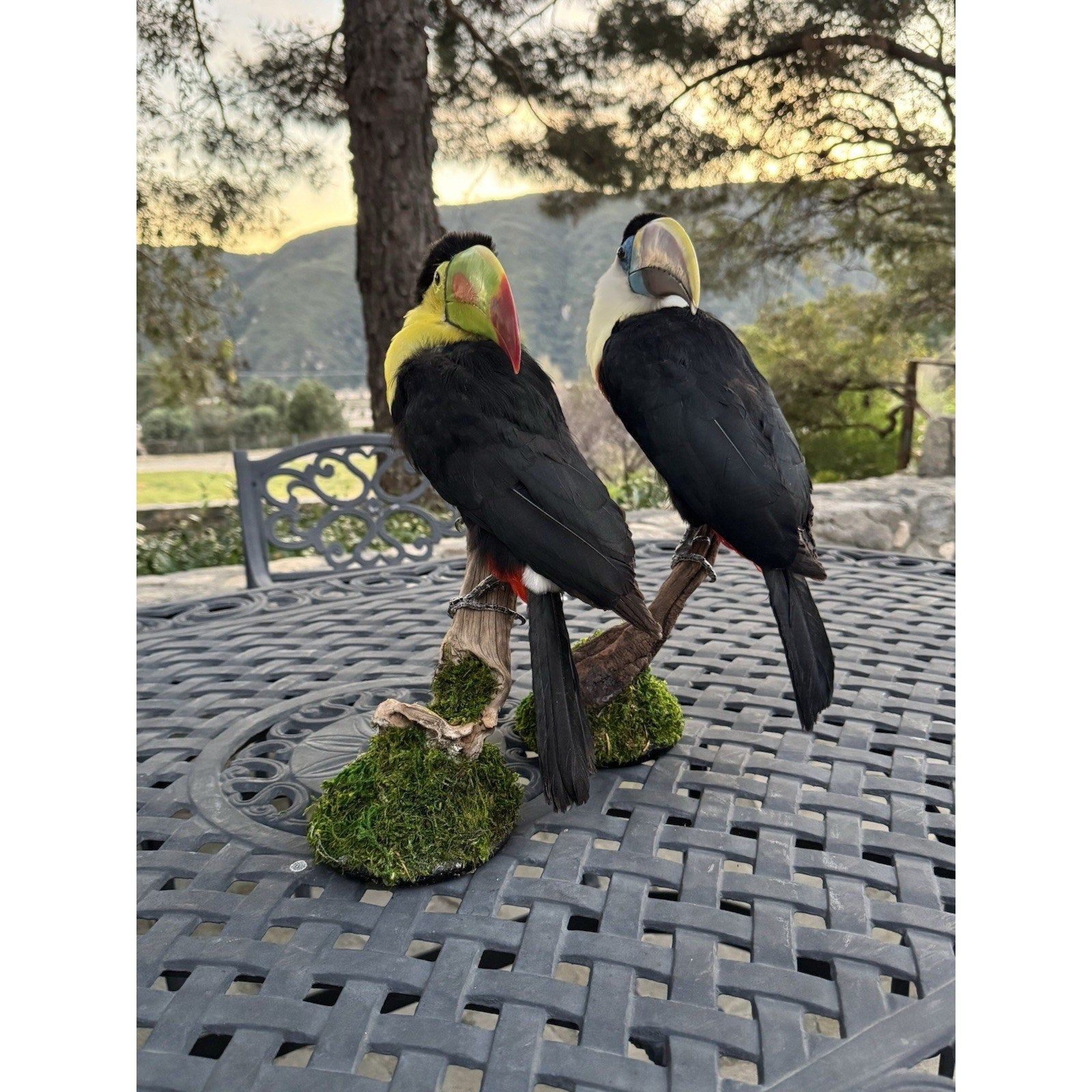 FHDARI28-Museum Quality Toucans Taxidermy Mount