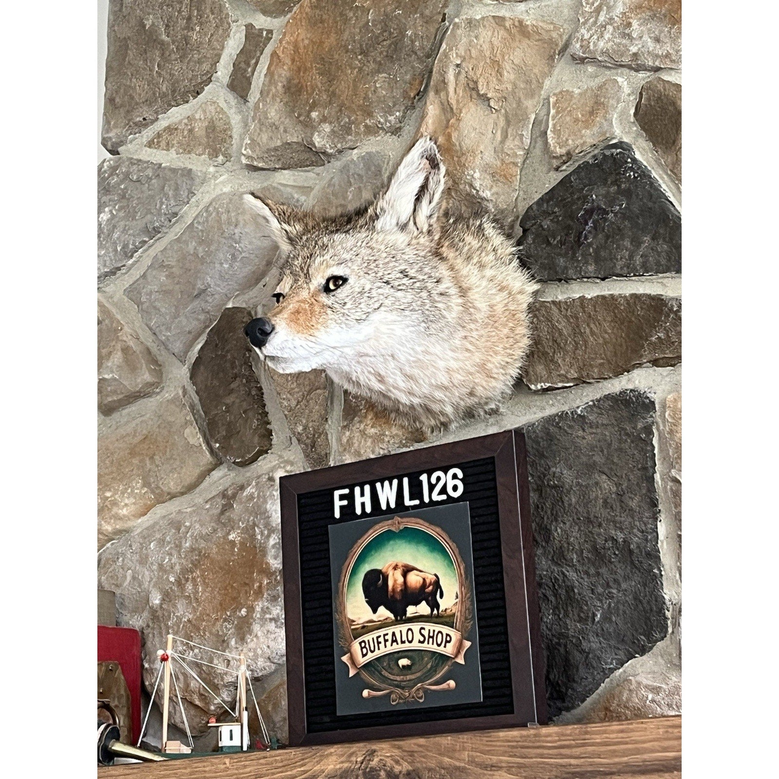 FHWL126 - Coyote Shoulder Museum Quality mount Taxidermy