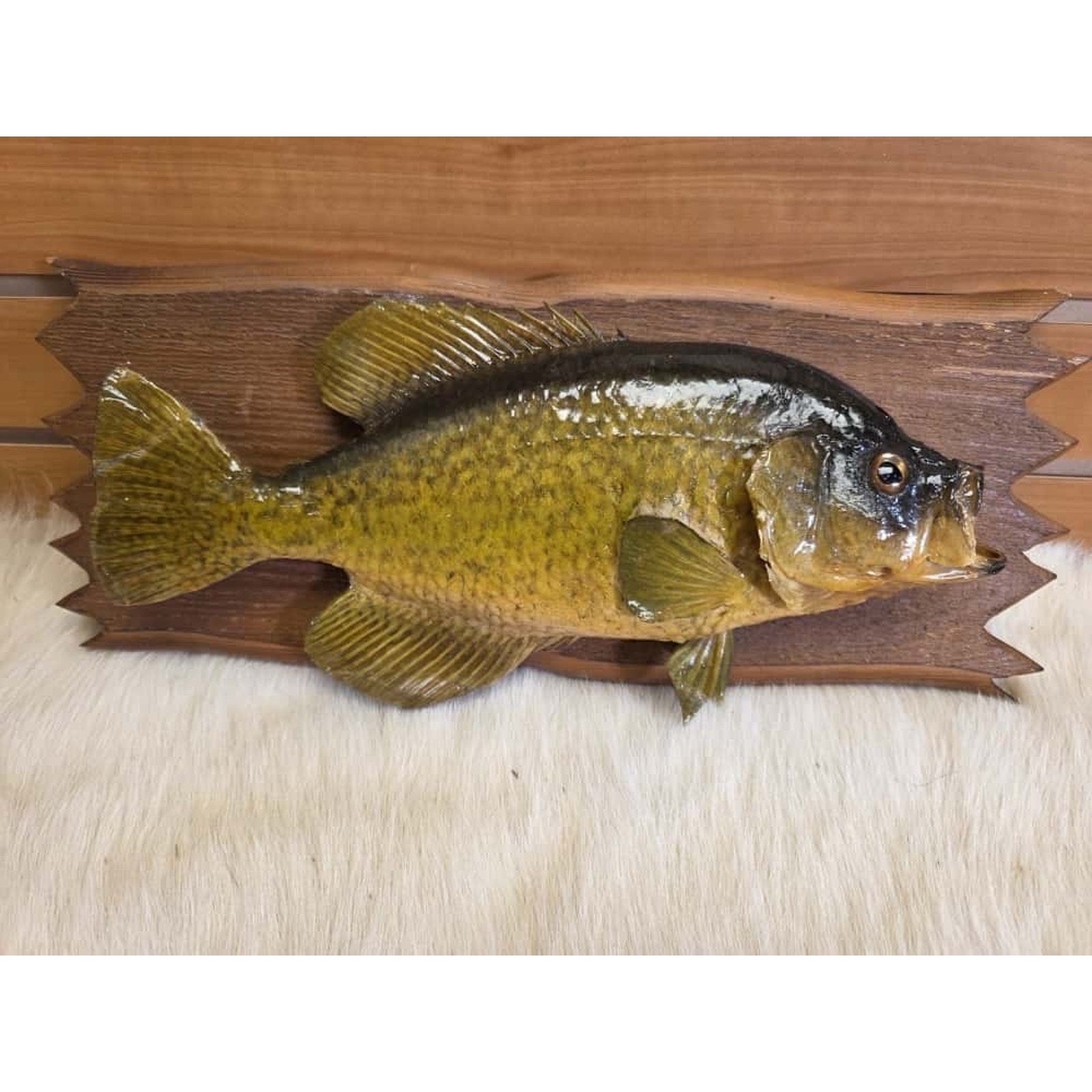 JTV219 - 13 1/2" Rock Bass Fish Real Skin Taxidermy Mount