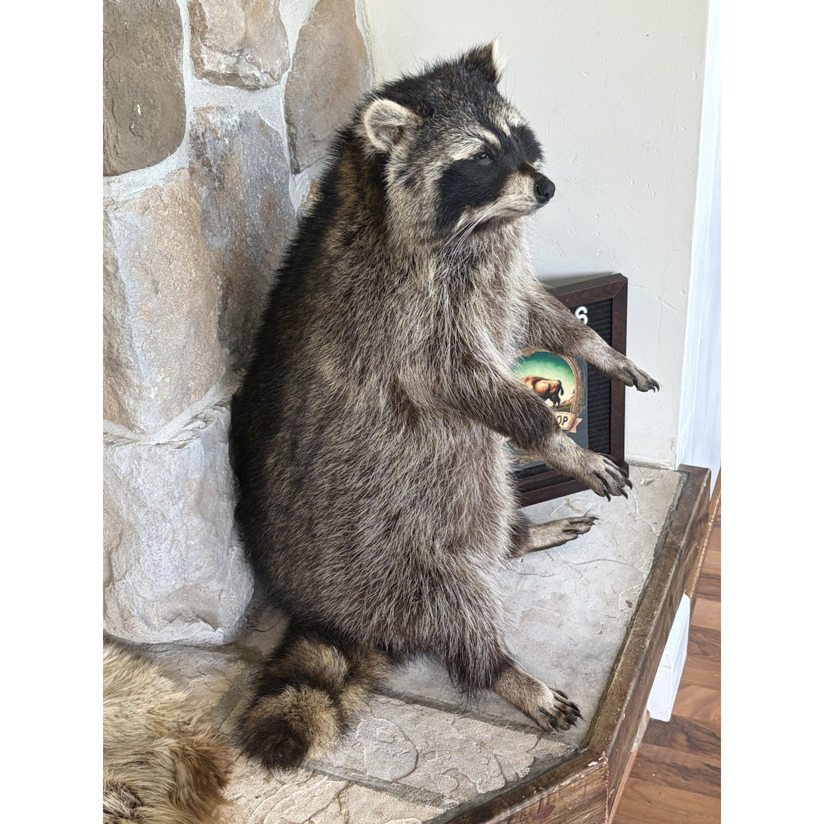 FHWL216 -premium Fat Raccoon Taxidermy Mount