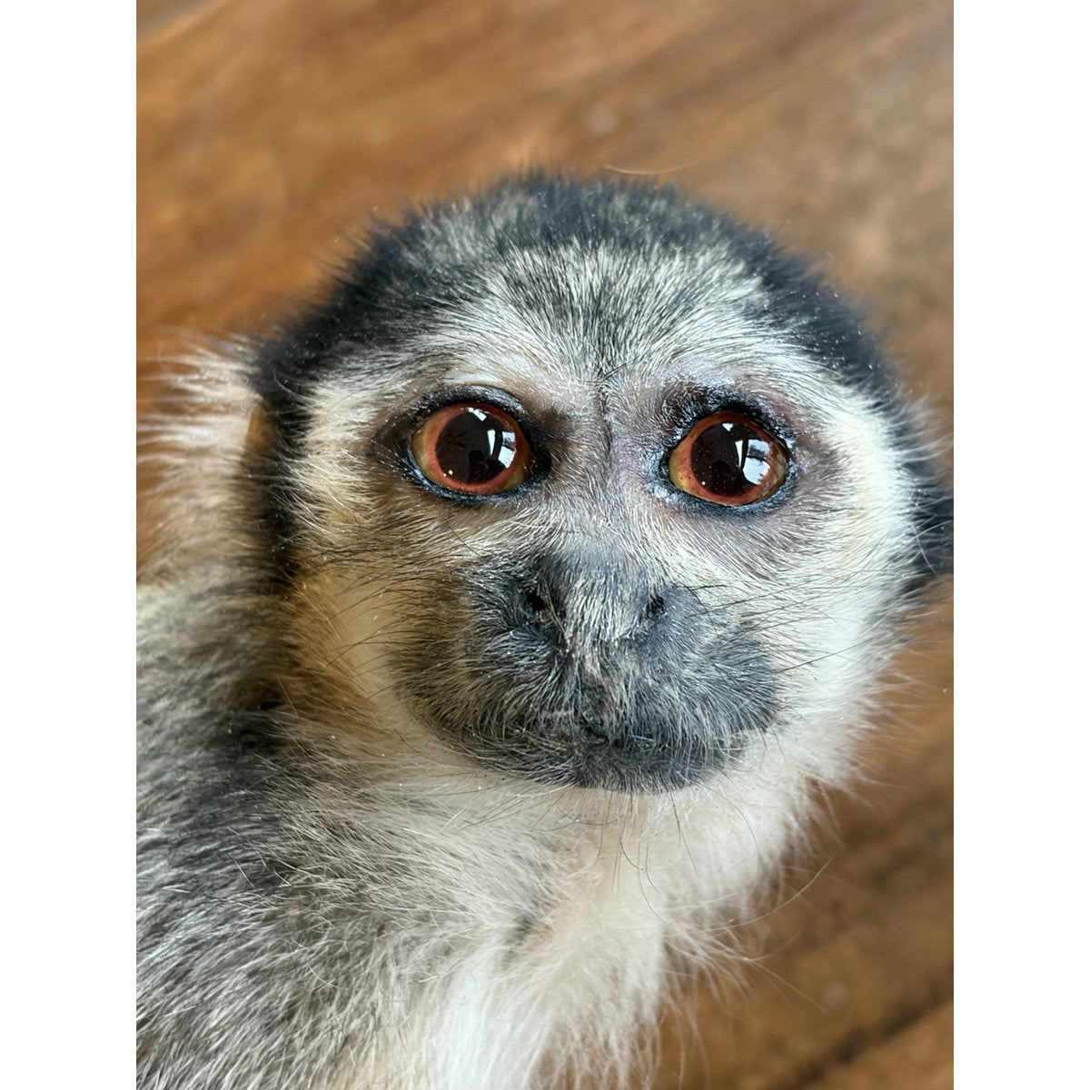 FHWL240 -Squirrel Monkey Taxidermy Mount