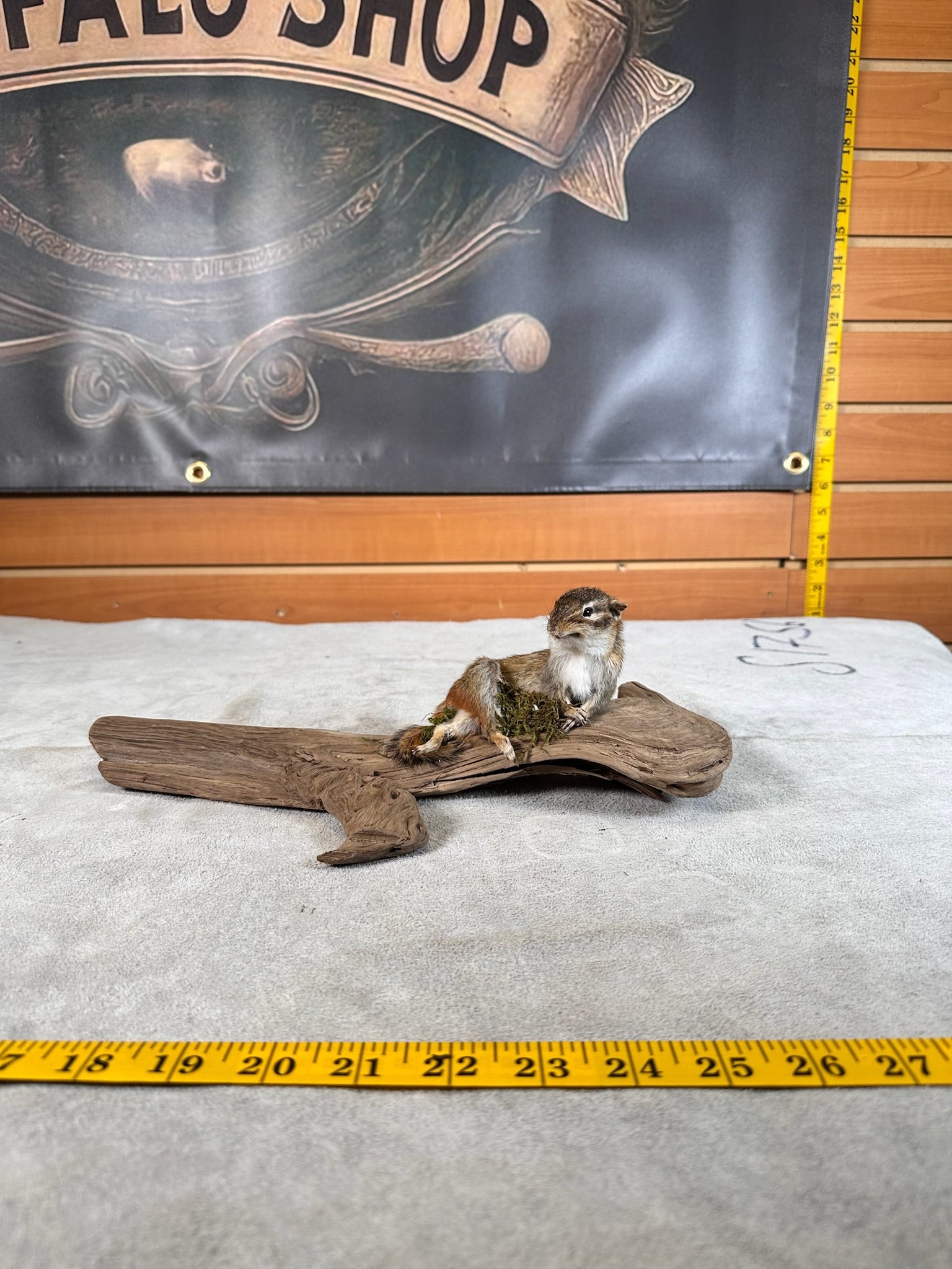 FHCHIP20- chipmunk taxidermy mount