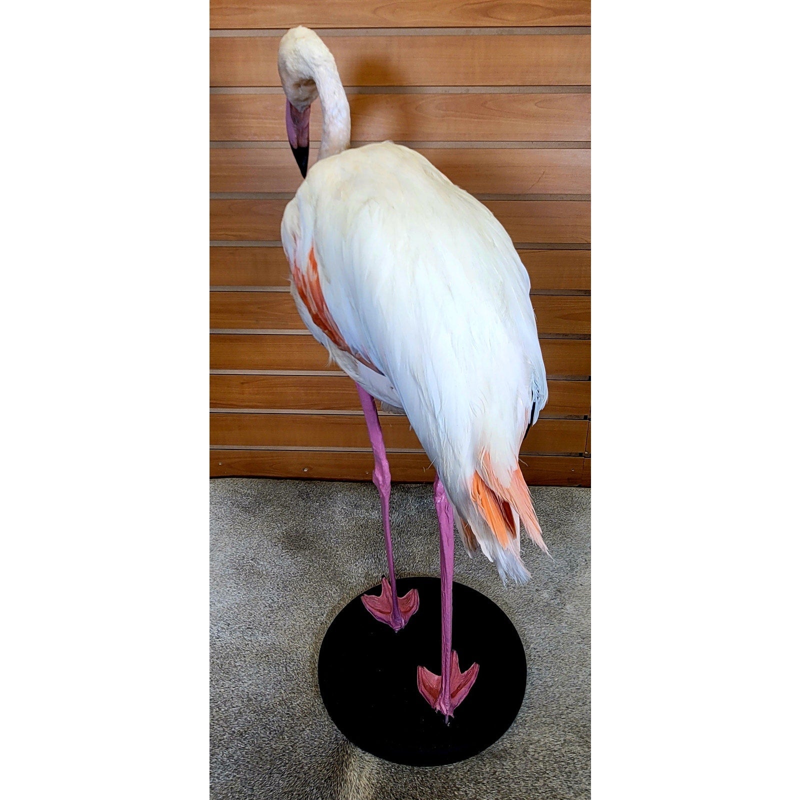 FHFLA302- Chilean Flamingo Lifesize Taxidermy Mount