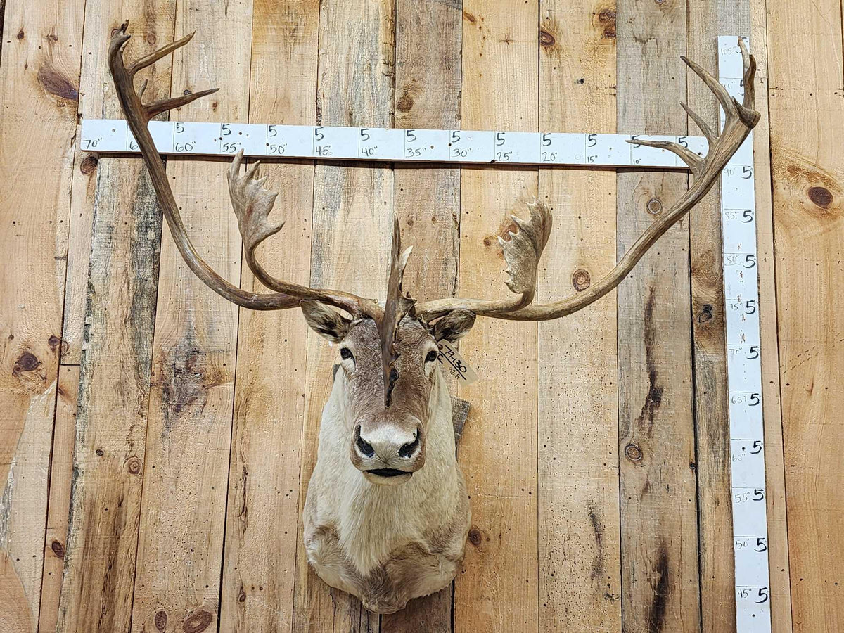 FH92A - Big Caribou Shoulder Mount Taxidermy