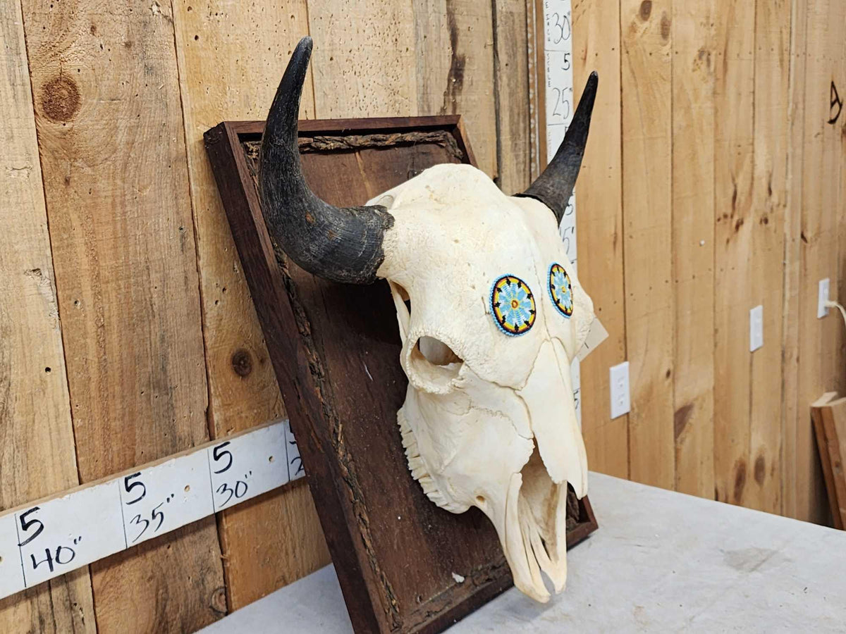 FH92B - American Bison Buffalo Skull Taxidermy