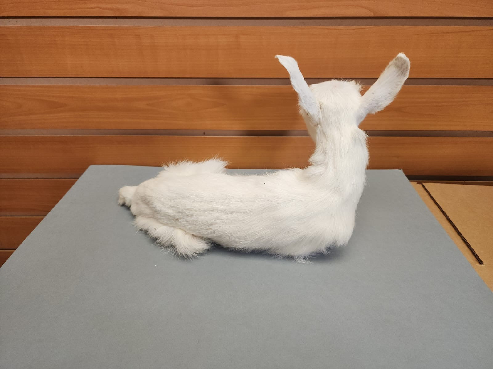 FHGOAT17 - Baby goat tiny taxidermy mount free standing