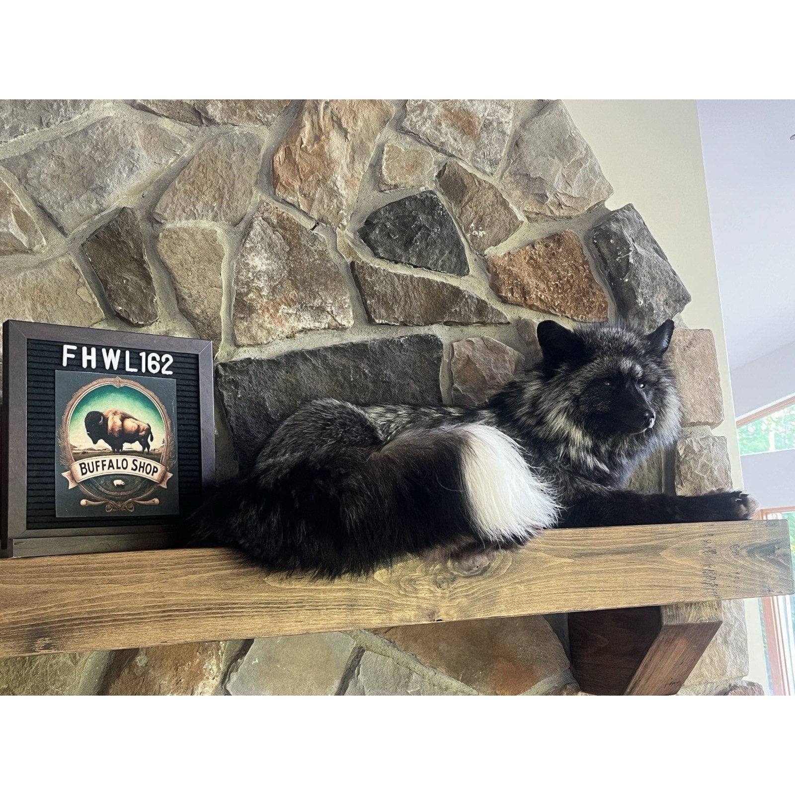 FHWL162 - Museum Quality White Fox Taxidermy mount
