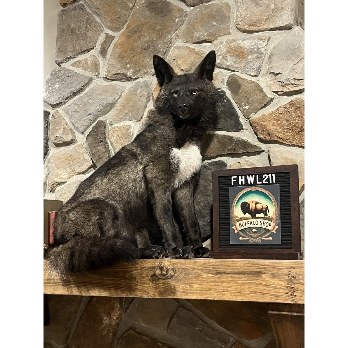 FHWL211 - Coyote Wall mount Taxidermy