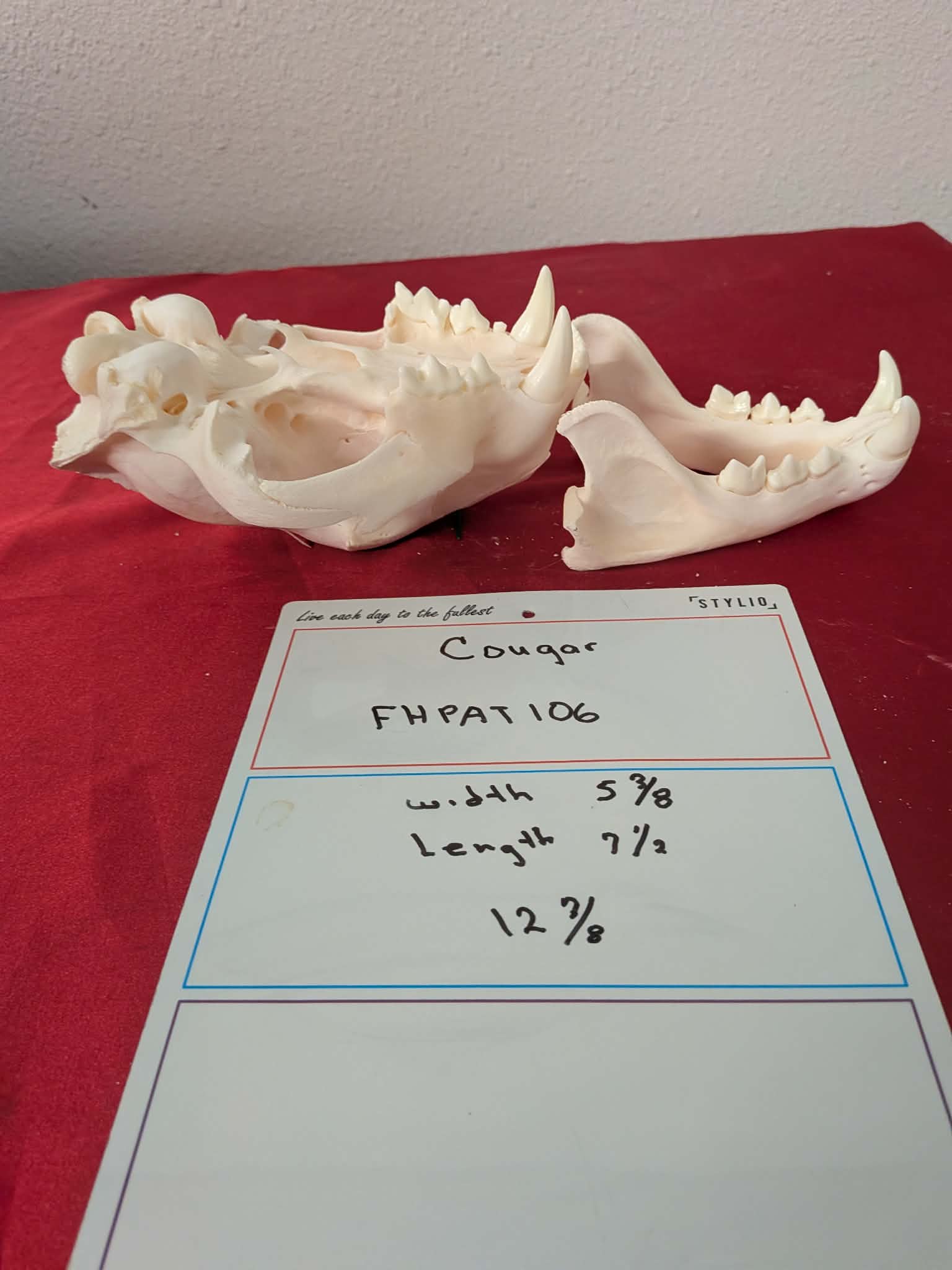 FHPAT106 -professionally cleaned cougar skull