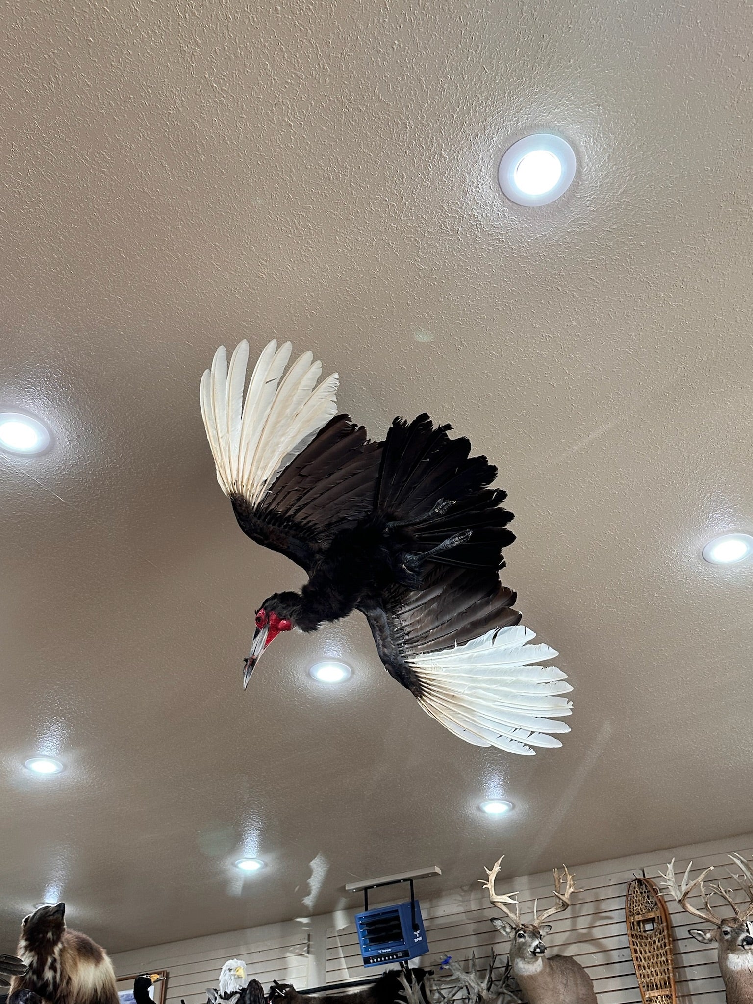 FH205-Southern Ground Hornbill In Flight Bird Taxidermy