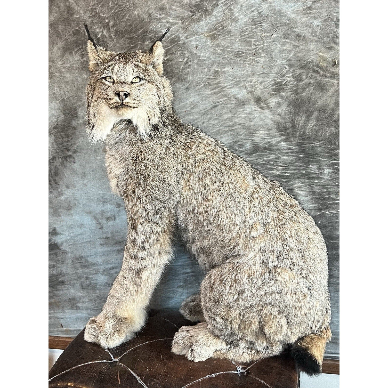FHWL35 - Alaskan Lynx Taxidermy Full Body Mount Prime Fur